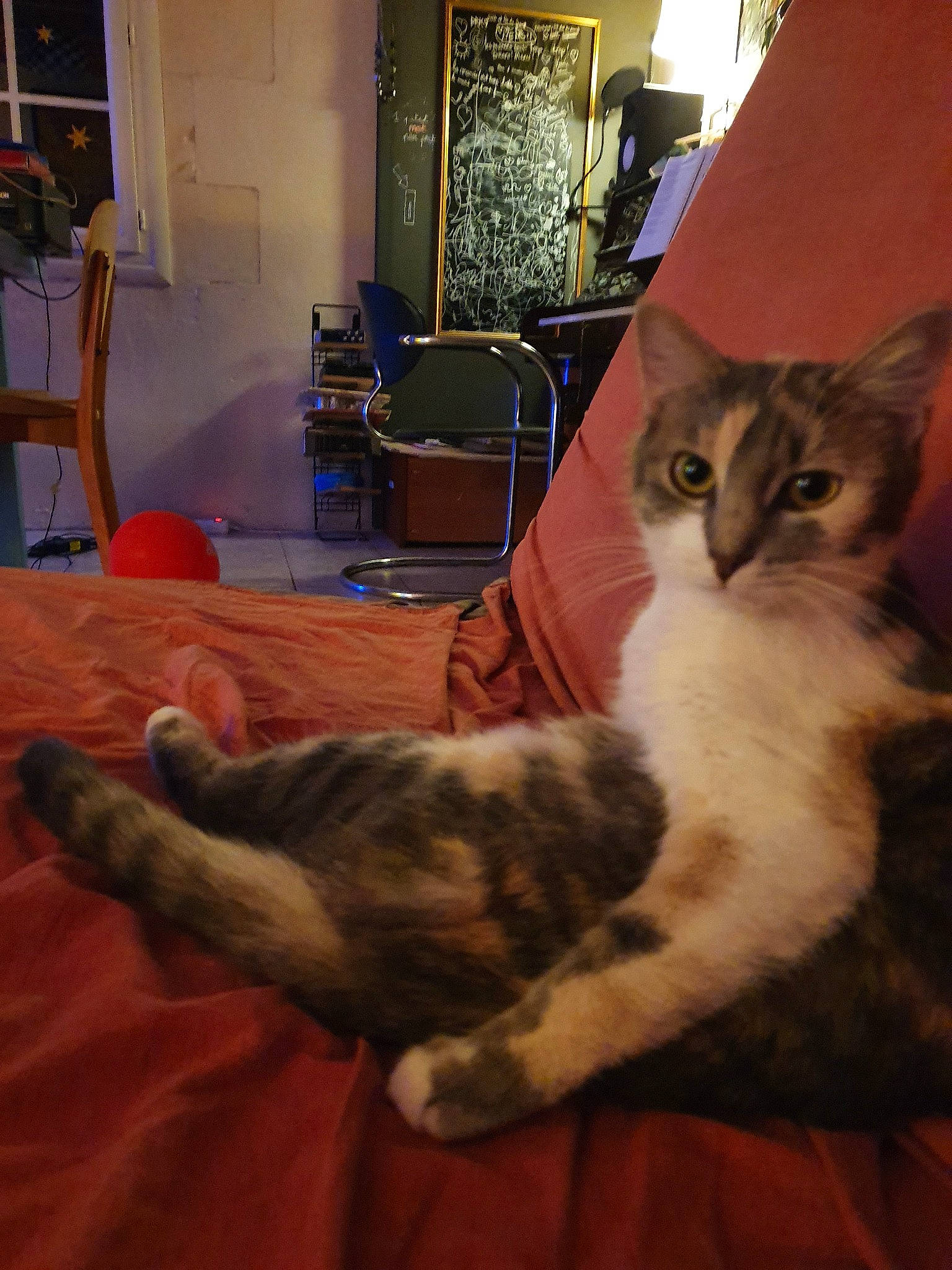 Miette participe au concours pour gagner de l'argent avec cette photo : asian, carnivore, cat, domestic_short_haired_cat, european_shorthair, eye, felidae, fur, kitten, norwegian_forest_cat, paw, small_to_medium_sized_cats, tabby_cat, tail, whiskers