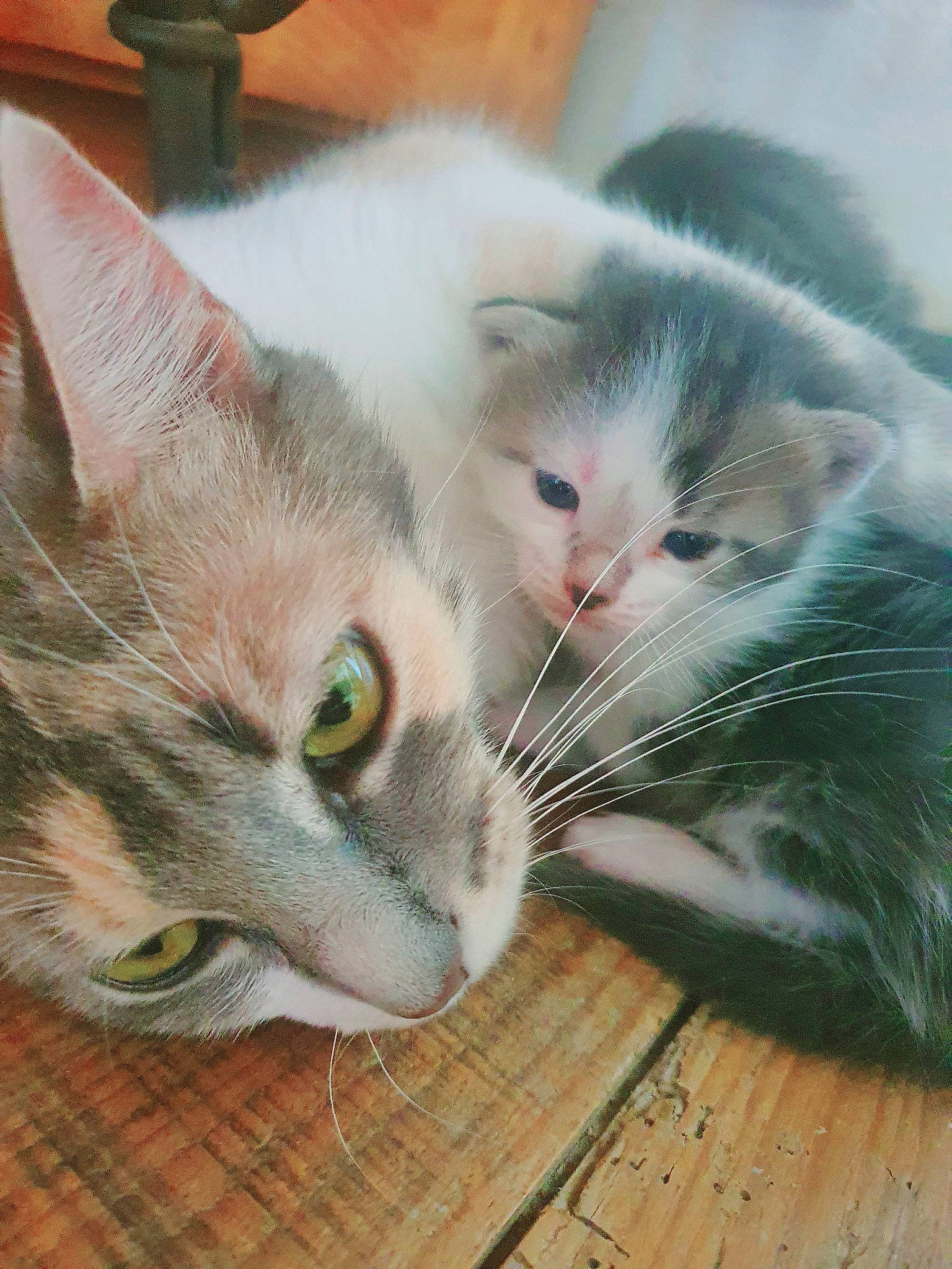 Miette a rejoint le concours — aidez-le/la à gagner de superbes lots ! aegean_cat, american_curl, asian, carnivore, cat, claw, domestic_short_haired_cat, european_shorthair, felidae, kitten, mammal, polydactyl_cat, small_to_medium_sized_cats, snout, whiskers