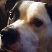 Porter is registered to the contest to win money with this photo: dog, close_up, closeup_portrait, muzzle, nose, eyes, pet, indoor, couch, sleepy, black_and_white, fur, portrait, canine, companion, whiskers, snout, blurred, soft_focus, cozy