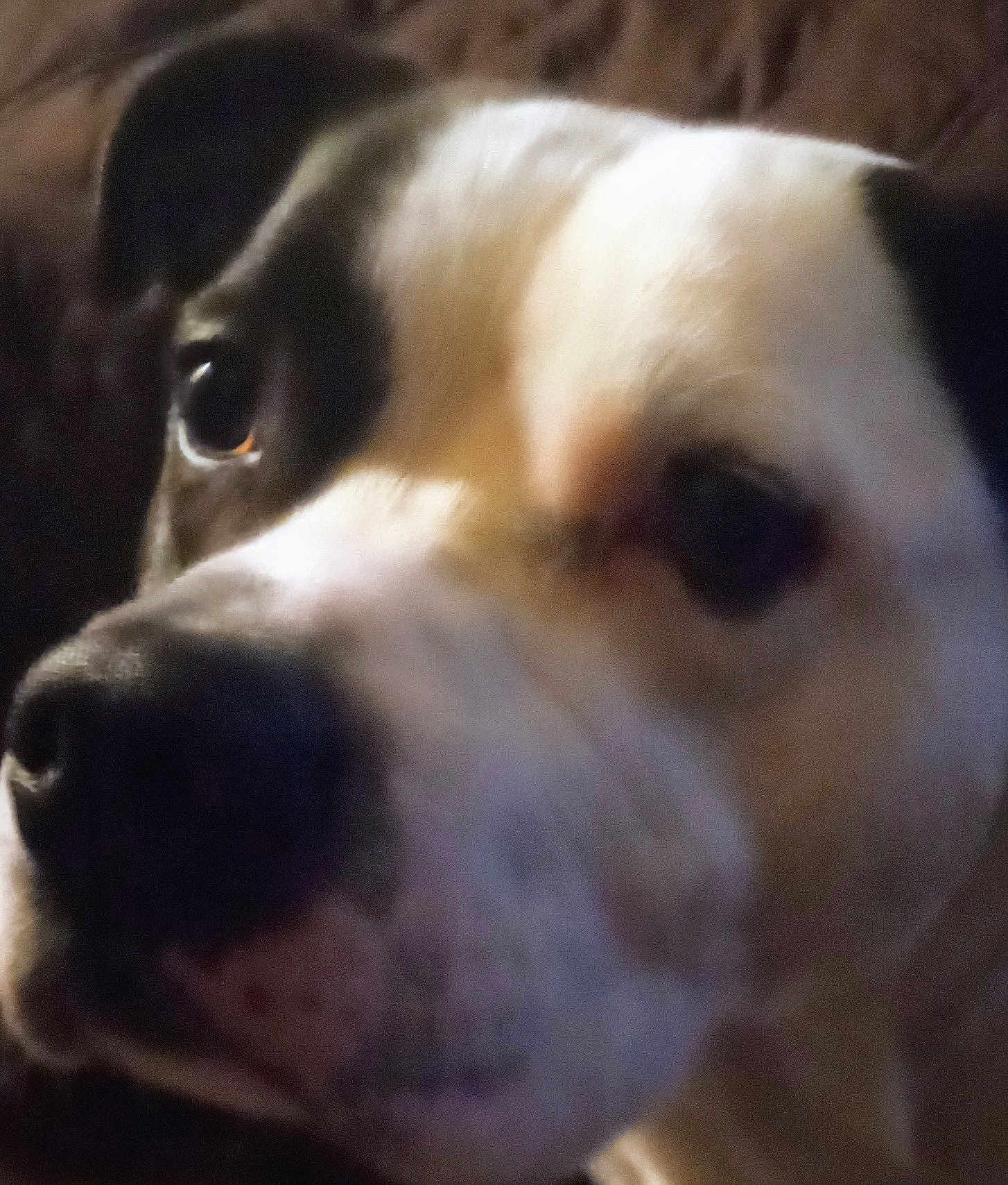 Porter is registered to the contest to win money with this photo: dog, close_up, closeup_portrait, muzzle, nose, eyes, pet, indoor, couch, sleepy, black_and_white, fur, portrait, canine, companion, whiskers, snout, blurred, soft_focus, cozy