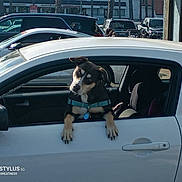 Precious joined the competition — help win amazing prizes! animal, canine, car, curious, daylight, dog, door_handle, harness, head_tilt, leash_tag, outdoor, parked_car, parking_lot, pet, side_mirror, street, urban, vehicle, white_car, window
