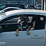 animal, canine, car, curious, daylight, dog, door_handle, harness, head_tilt, leash_tag, outdoor, parked_car, parking_lot, pet, side_mirror, street, urban, vehicle, white_car, window