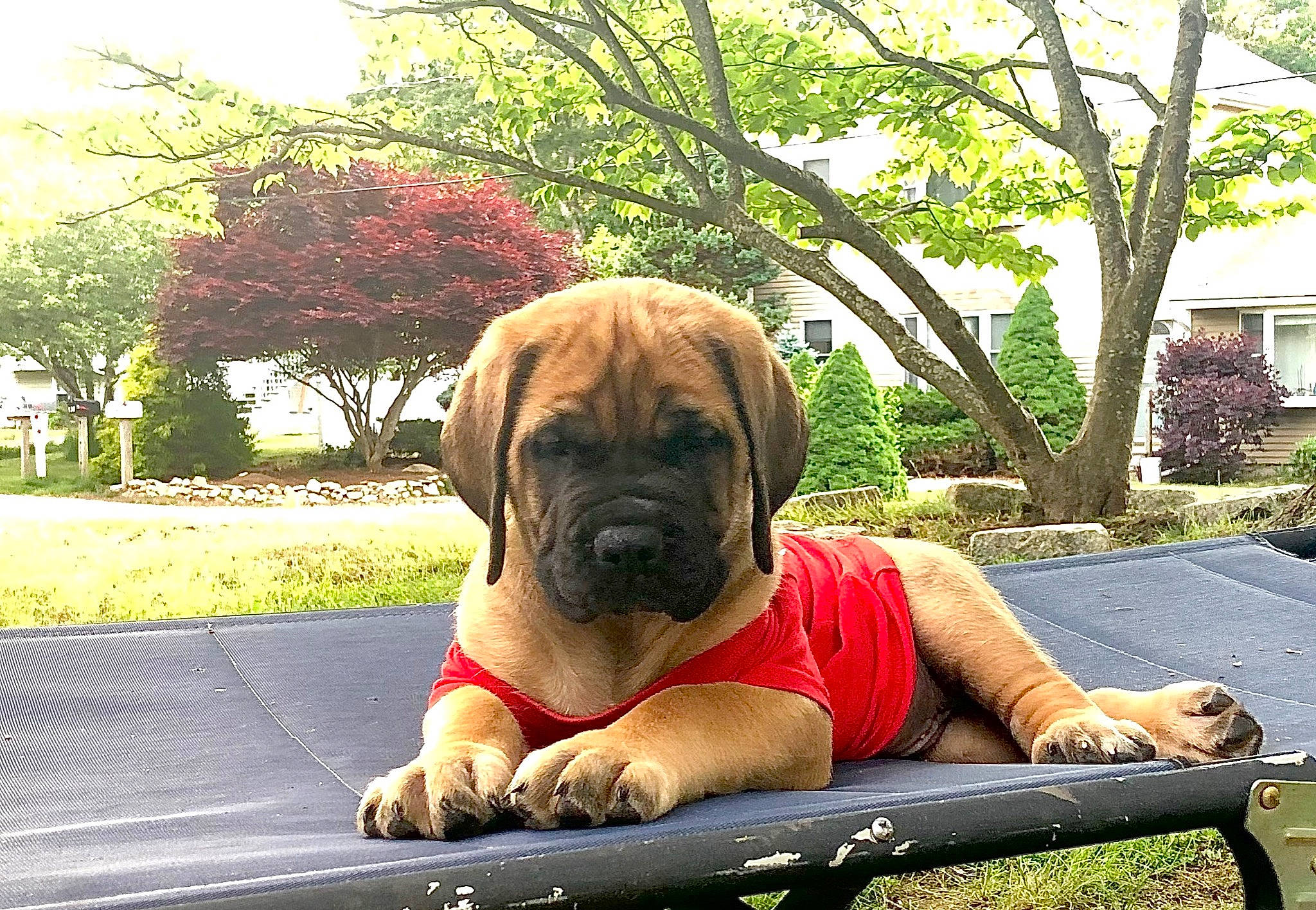 Bhalu joined the competition — help win amazing prizes! bullmastiff, canidae, carnivore, companion_dog, dog, dog_breed, fawn, fila_brasileiro, giant_dog_breed, korean_mastiff, mammal, ori_pei, shar_pei, vertebrate
