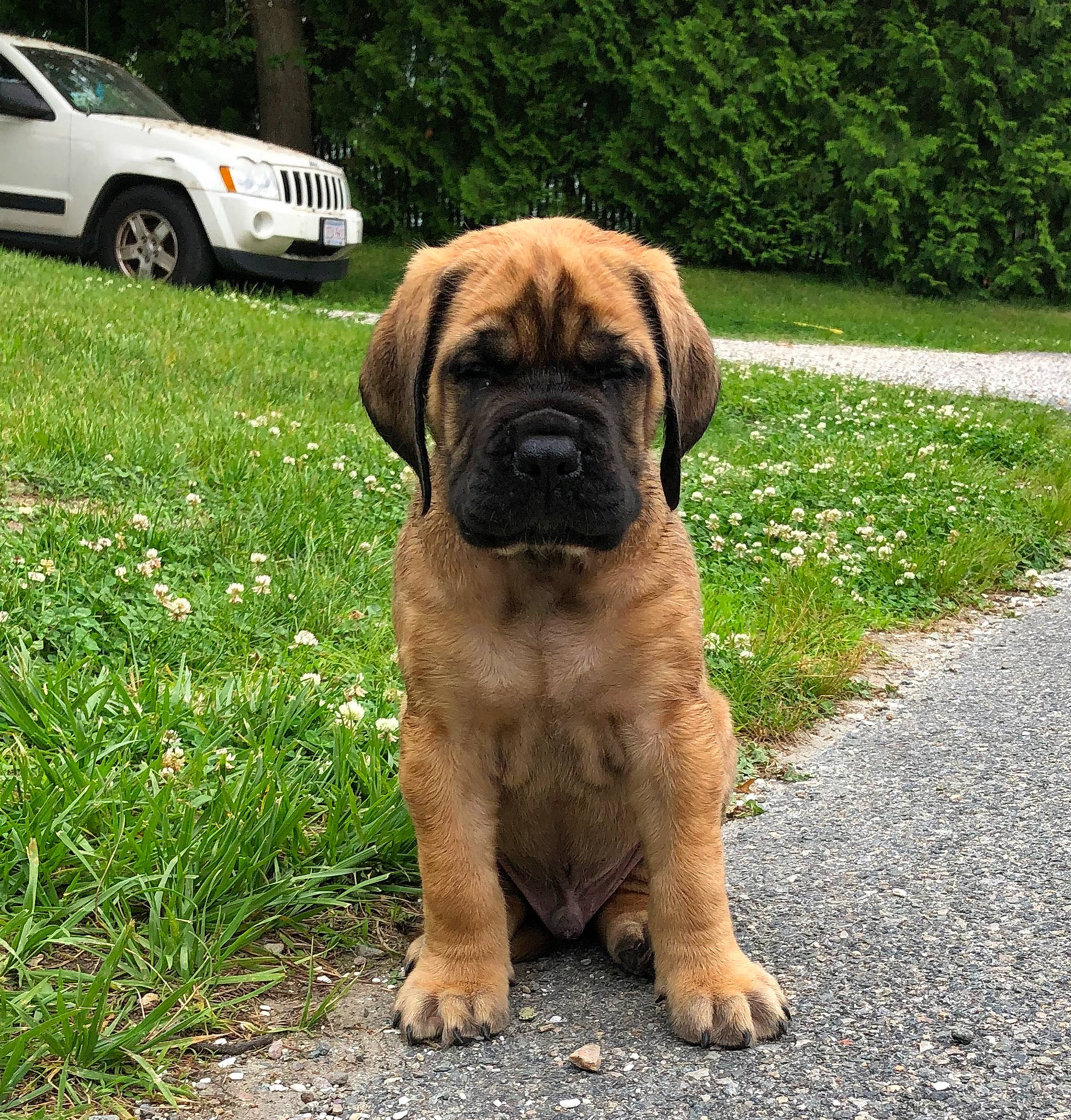 Bhalu is registered to the contest to win money with this photo: american_mastiff, boerboel, bullmastiff, canidae, carnivore, companion_dog, dog, dog_breed, english_mastiff, fawn, fila_brasileiro, korean_mastiff, mammal, rare_breed_dog, snout, sporting_group, vertebrate