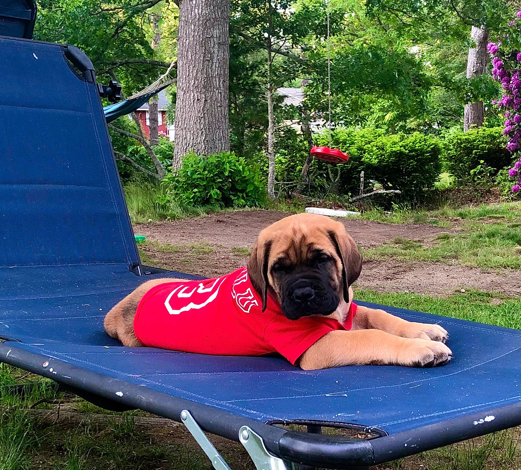 Bhalu joined the competition — help win amazing prizes! american_mastiff, boerboel, broholmer, bullmastiff, canidae, carnivore, companion_dog, dog, dog_breed, english_mastiff, fawn, fila_brasileiro, leisure, mammal, tosa, vertebrate