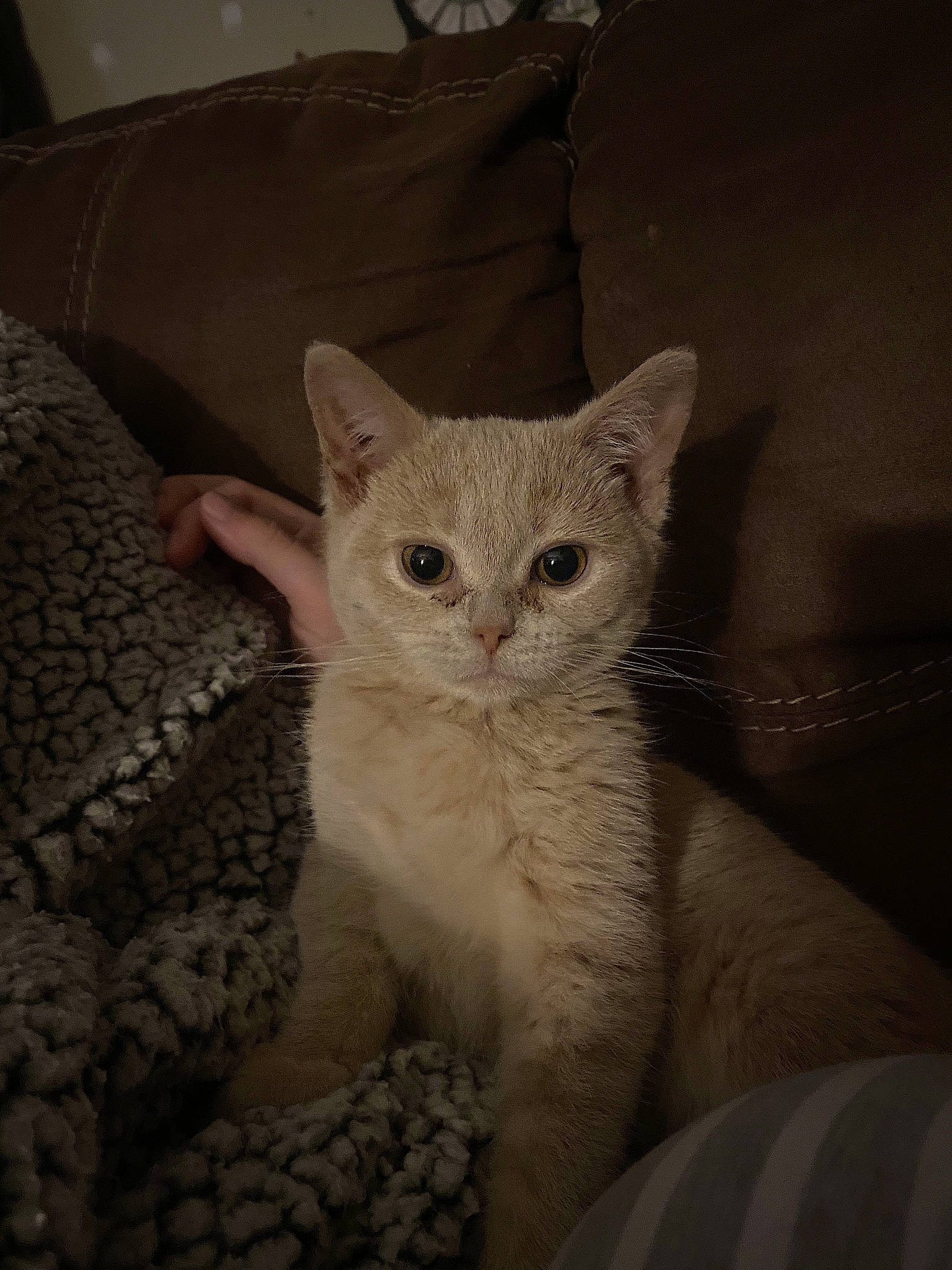 Jolene joined the competition — help win amazing prizes! carnivore, cat, claw, comfort, domestic_short_haired_cat, fawn, felidae, fur, paw, small_to_medium_sized_cats, snout, tail, terrestrial_animal, whiskers, window