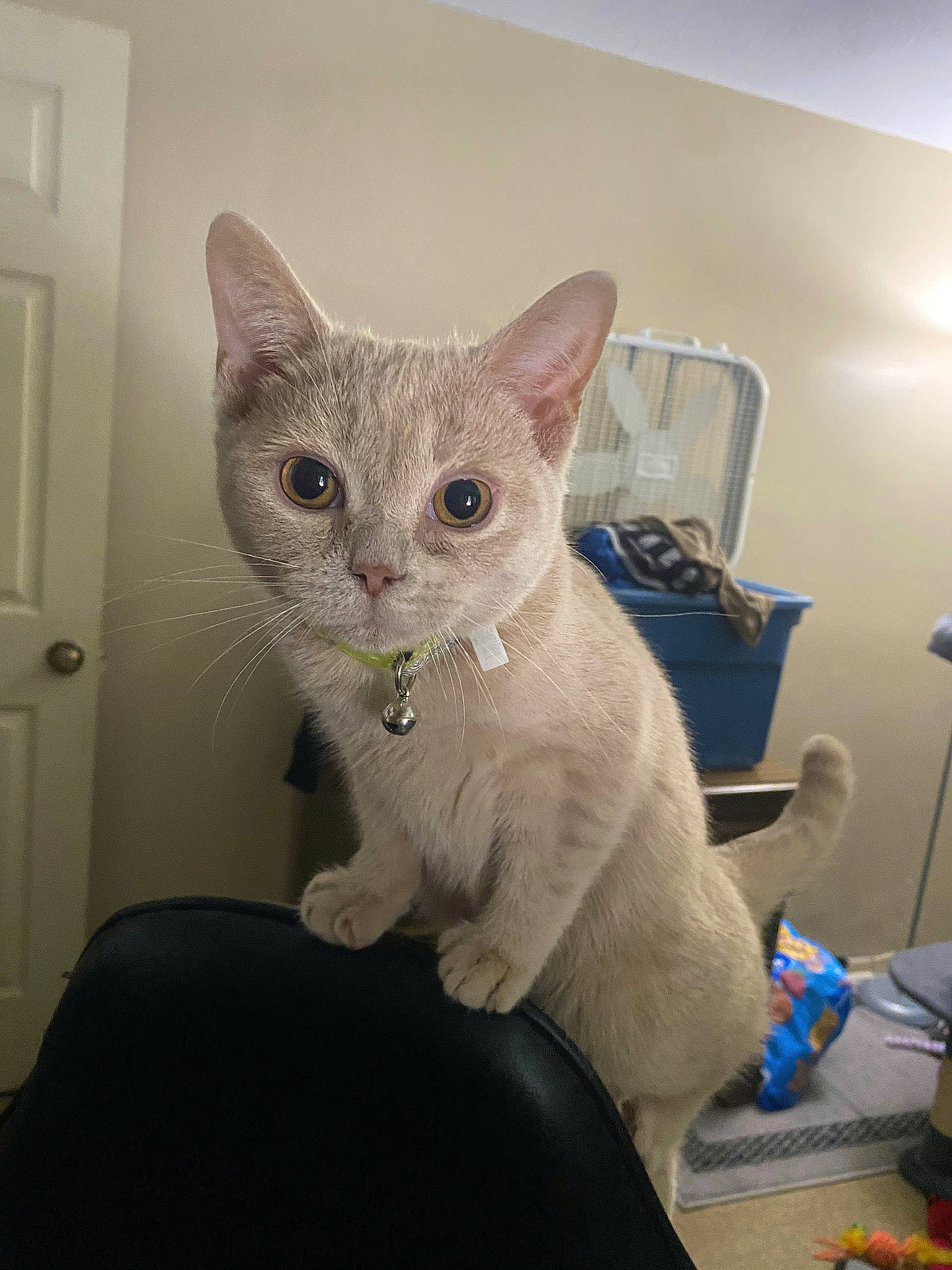 Jolene joined the competition — help win amazing prizes! art, carnivore, cat, cat_bed, cat_supply, comfort, creative_arts, domestic_short_haired_cat, door, fawn, felidae, fur, home_door, paw, room, small_to_medium_sized_cats, tail, whiskers, window