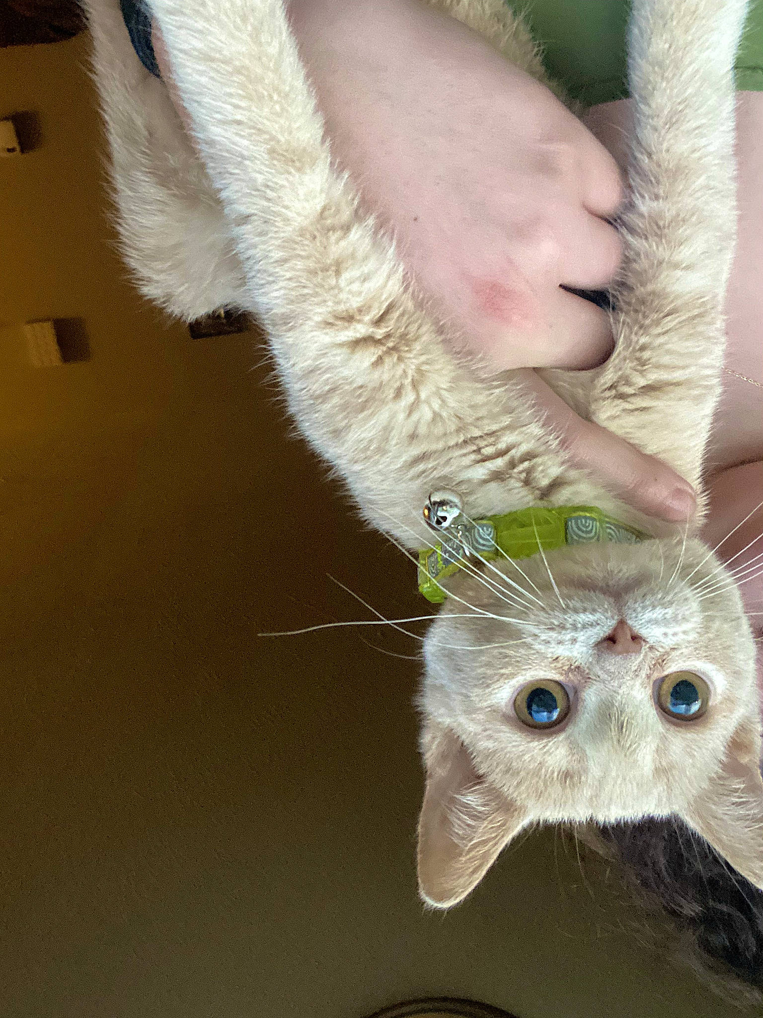 Jolene joined the competition — help win amazing prizes! cat, christmas_ornament, domestic_short_haired_cat, fashion_accessory, fawn, feather, felidae, foot, fur, human_leg, insect, leg, moths_and_butterflies, nail, ornament, small_to_medium_sized_cats, tail, toe, whiskers, wrist