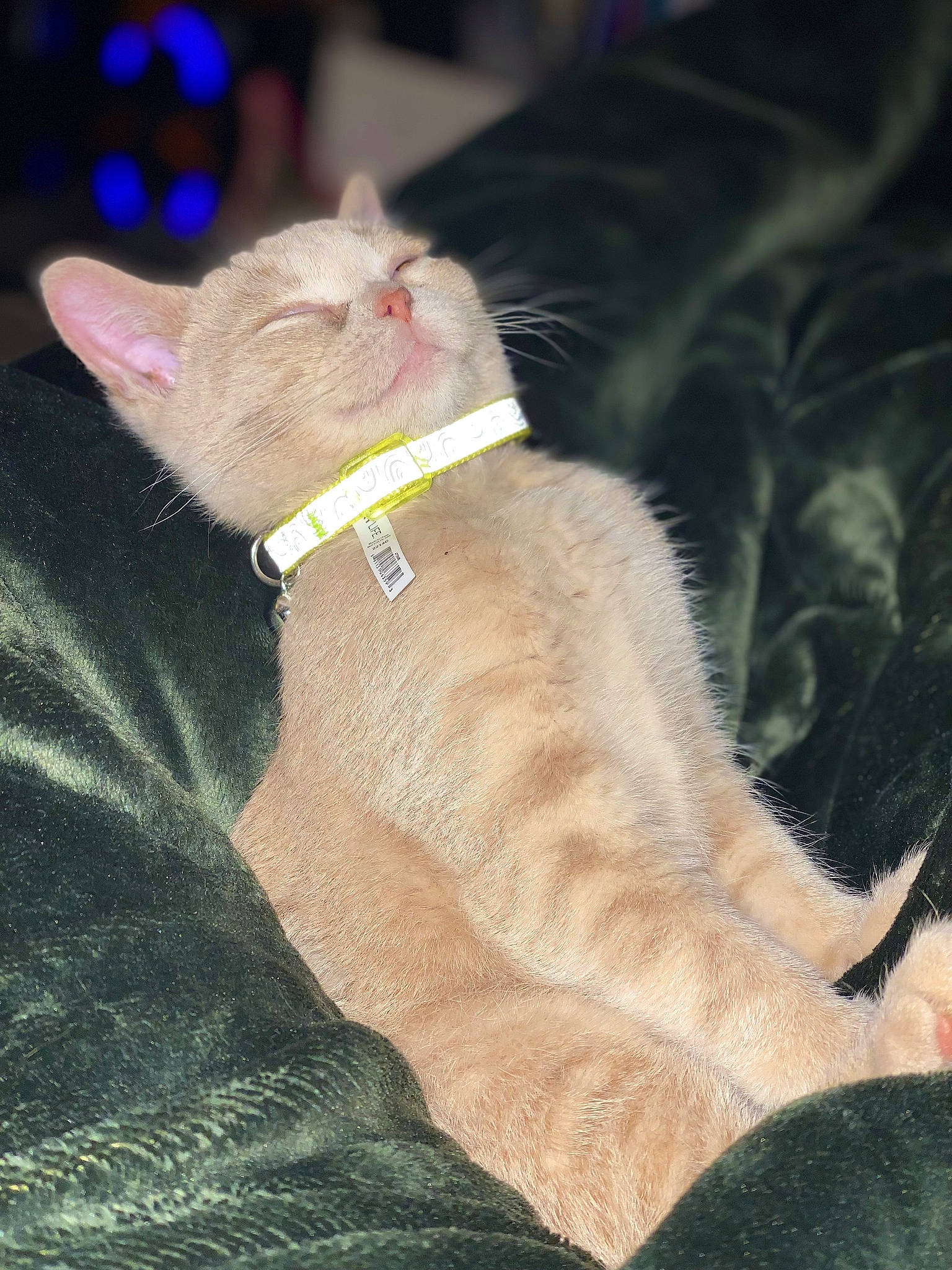 Jolene is registered to the contest to win money with this photo: carnivore, cat, claw, collar, domestic_short_haired_cat, fashion_accessory, fawn, felidae, foot, fur, gesture, human_leg, paw, small_to_medium_sized_cats, snout, tail, terrestrial_animal, whiskers