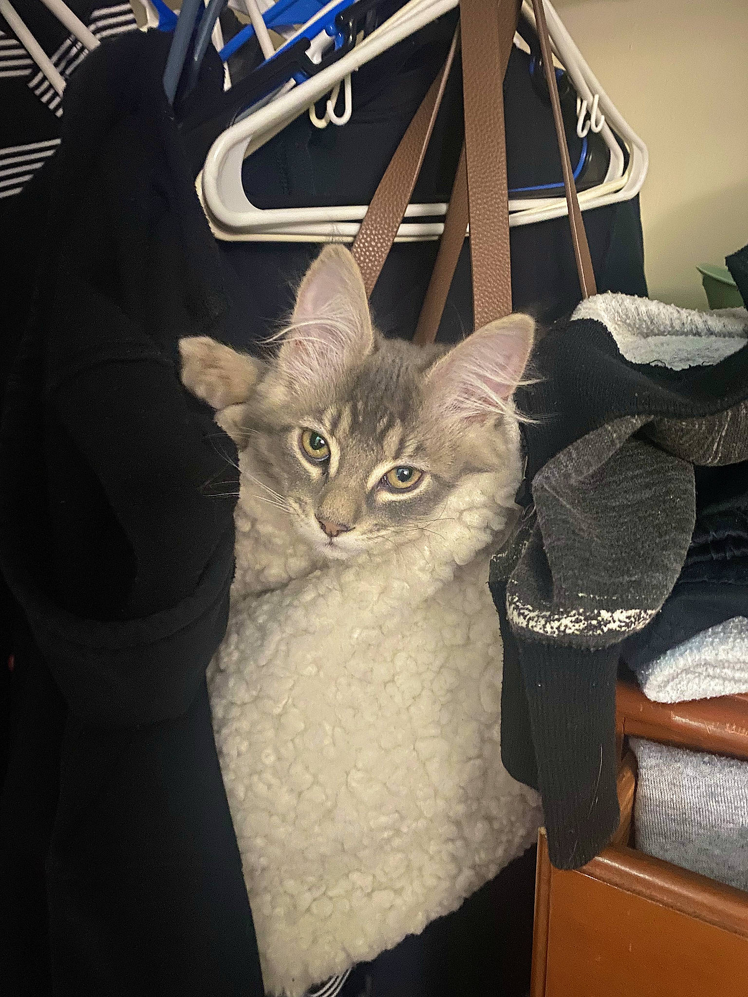 Dìor is registered to the contest to win money with this photo: bag, carnivore, cat, domestic_short_haired_cat, electric_blue, fashion_accessory, felidae, hat, hood, logo, luggage_and_bags, pattern, sleeve, small_to_medium_sized_cats, sportswear, t_shirt, tail, textile, tire, whiskers