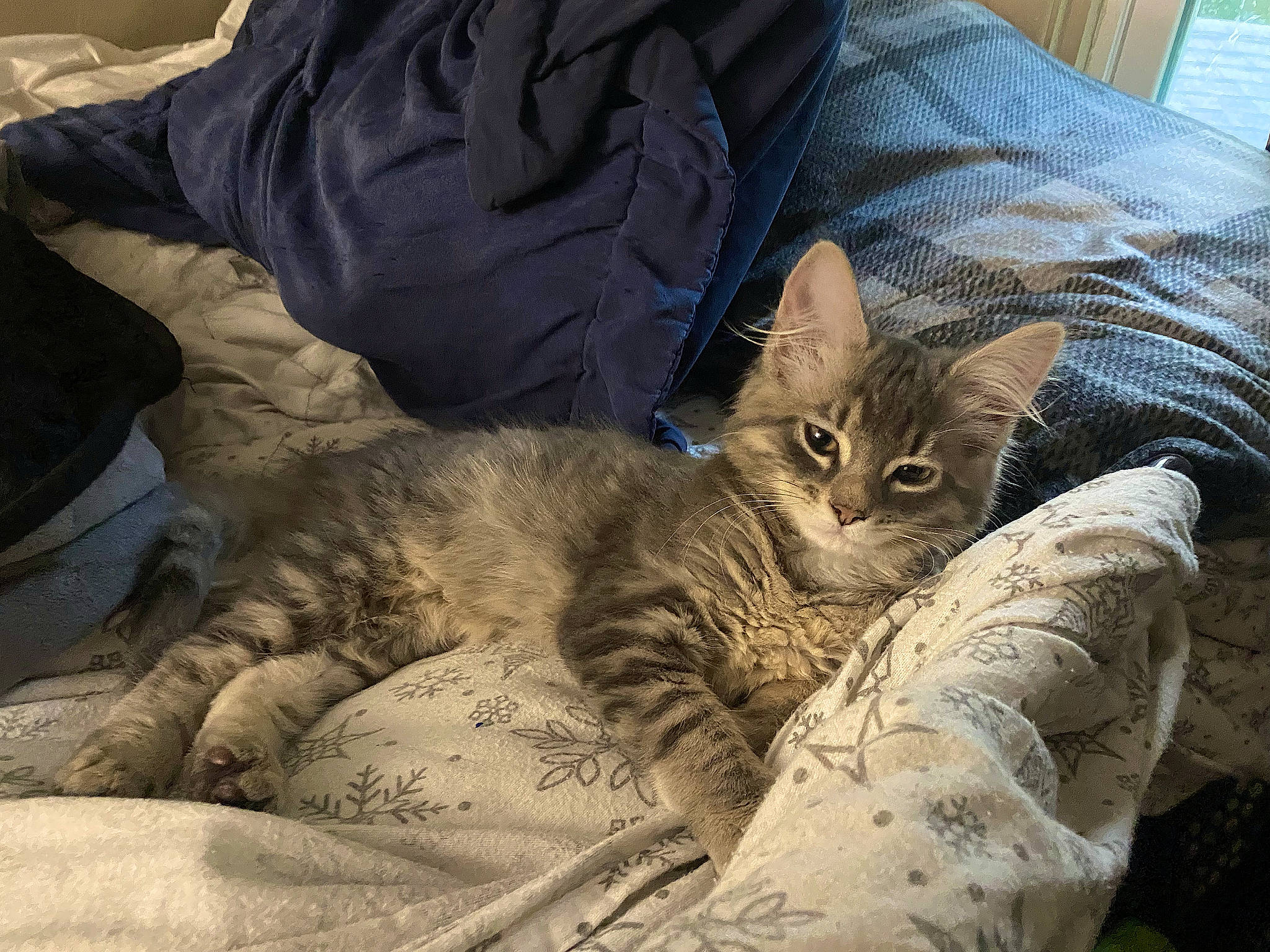 Dìor joined the competition — help win amazing prizes! bed, bedding, carnivore, cat, claw, comfort, domestic_short_haired_cat, felidae, fur, linens, nap, paw, sitting, small_to_medium_sized_cats, tail, tree, whiskers