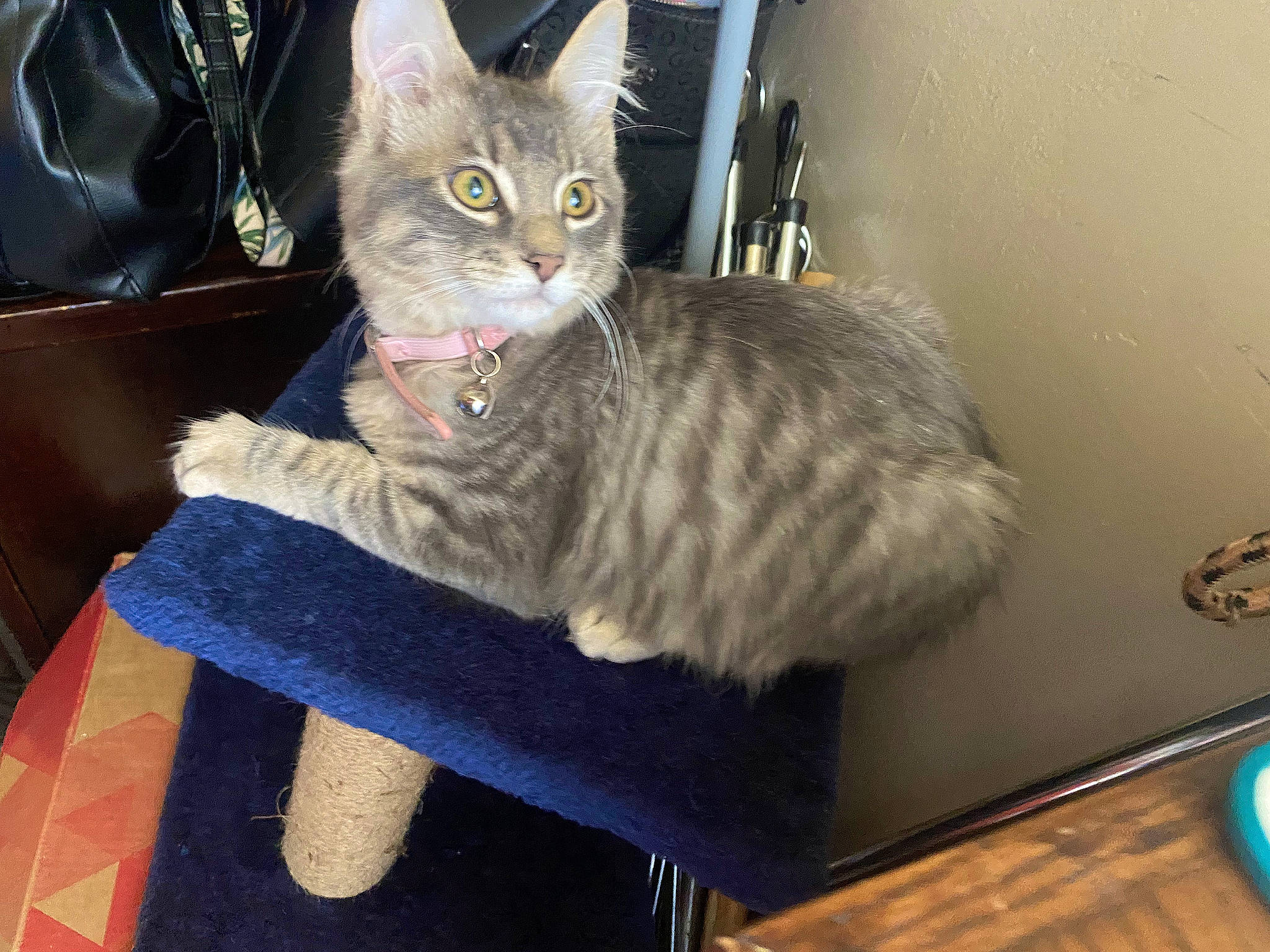 Dìor joined the competition — help win amazing prizes! carnivore, cat, cat_furniture, claw, comfort, domestic_short_haired_cat, fawn, felidae, flooring, fur, grey, hardwood, paw, sitting, small_to_medium_sized_cats, snout, tail, whiskers, window, wood