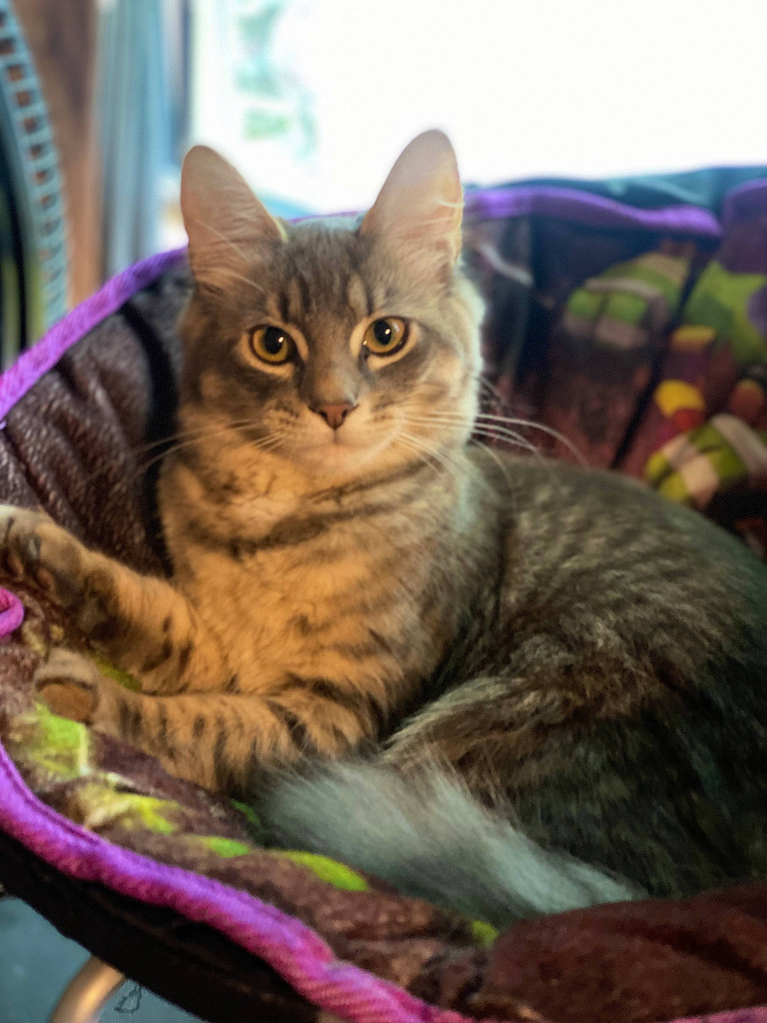 Dìor joined the competition — help win amazing prizes! carnivore, cat, cat_supply, claw, collar, comfort, domestic_short_haired_cat, felidae, fur, grass, paw, pet_supply, sitting, small_to_medium_sized_cats, snout, terrestrial_animal, tree, whiskers, wildlife