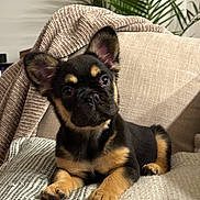 Cashmere is registered to the contest to win money with this photo: animal, black_and_tan, blanket, companion, couch, cozy, cute, dog, ears, fur, home, indoor, lying_down, paw, pet, plant, portrait, puppy, relaxed, young