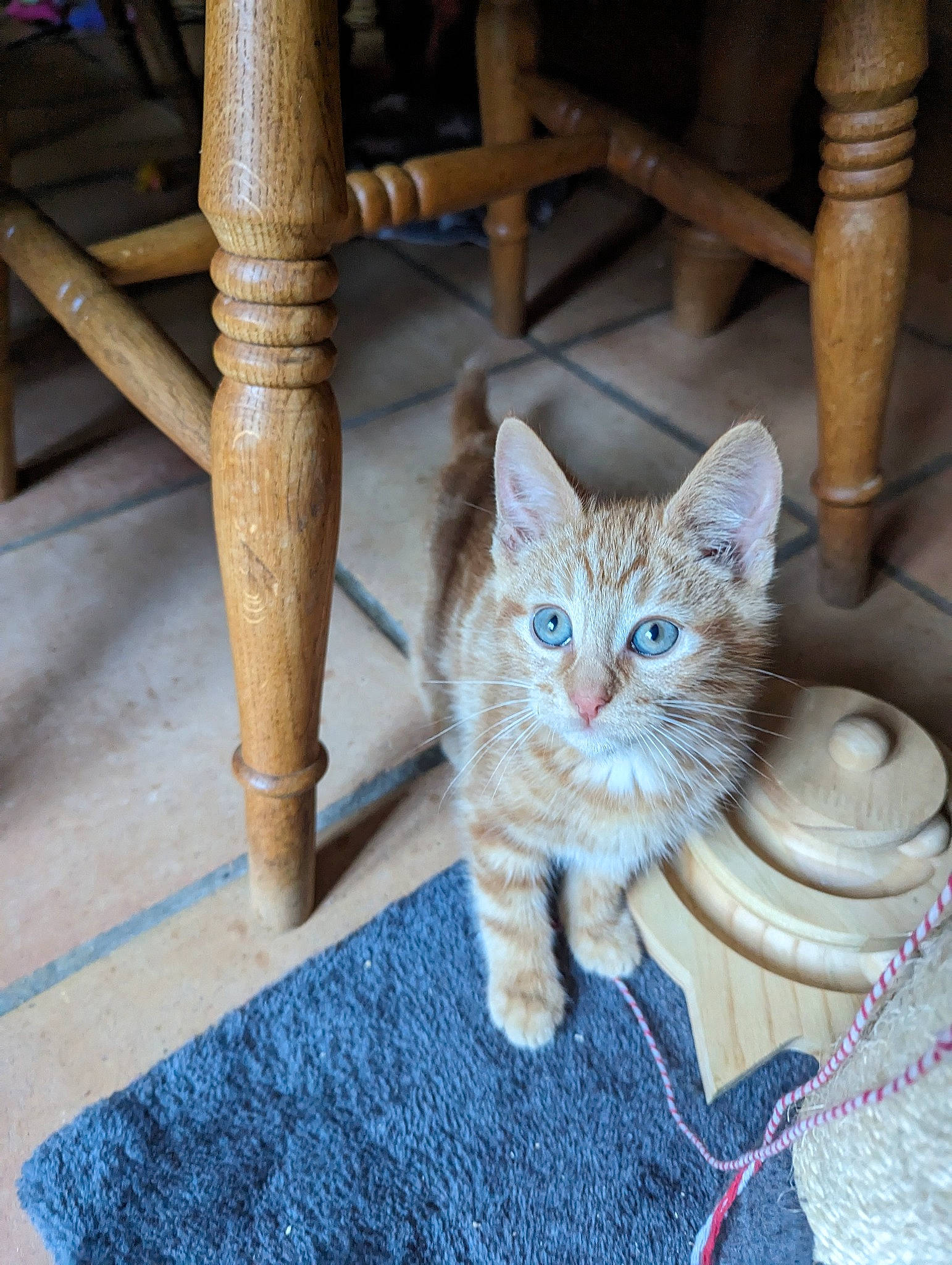 Fig is registered to the contest to win money with this photo: carnivore, cat, cat_furniture, cat_supply, chair, domestic_short_haired_cat, fawn, felidae, floor, flooring, fur, hardwood, paw, shelf, small_to_medium_sized_cats, tail, textile, whiskers, window, wood