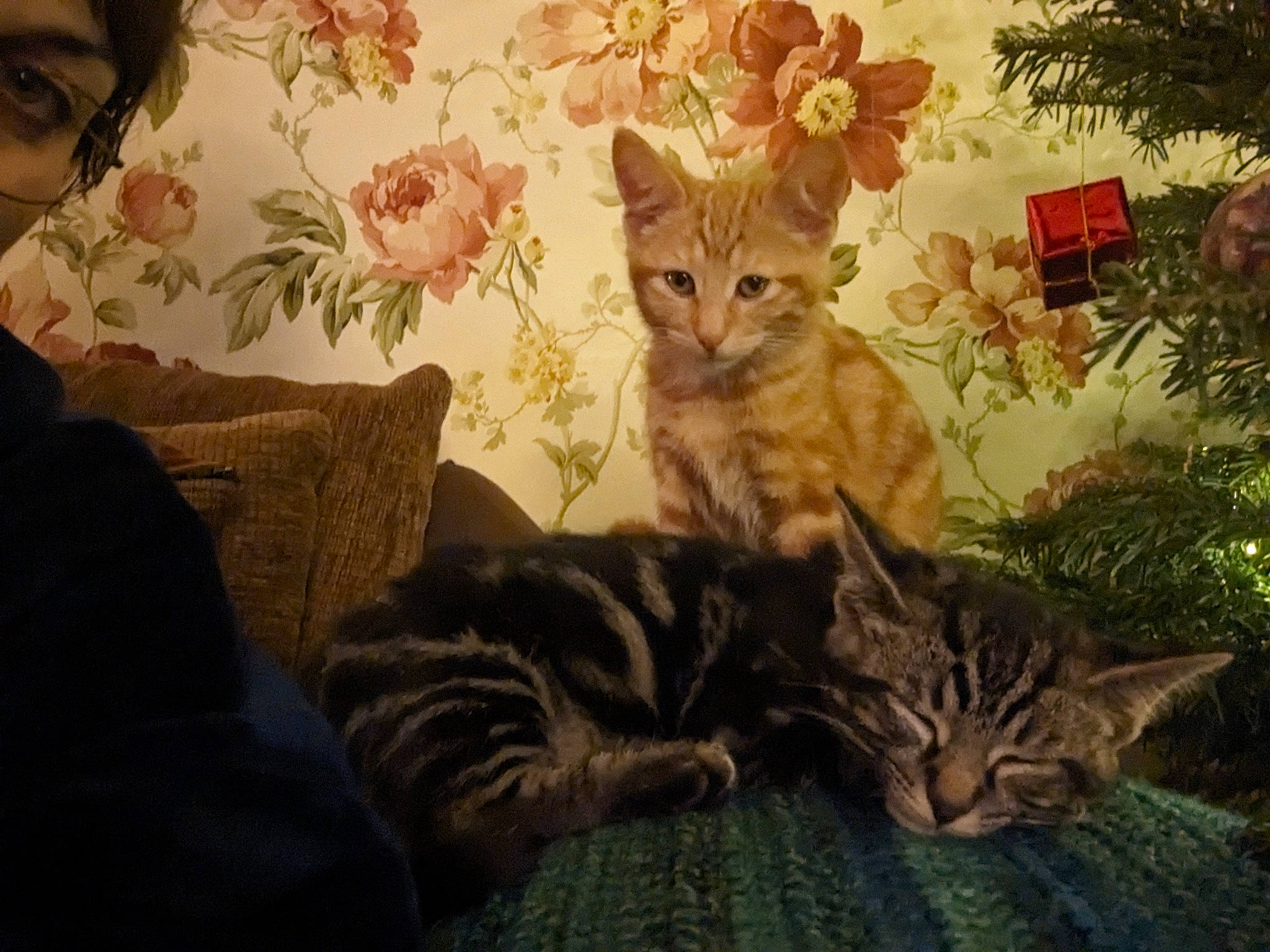 Fig is registered to the contest to win money with this photo: art, carnivore, cat, comfort, couch, domestic_short_haired_cat, fawn, felidae, flower, fur, grass, painting, plant, small_to_medium_sized_cats, snout, tail, terrestrial_animal, tree, whiskers, wildlife