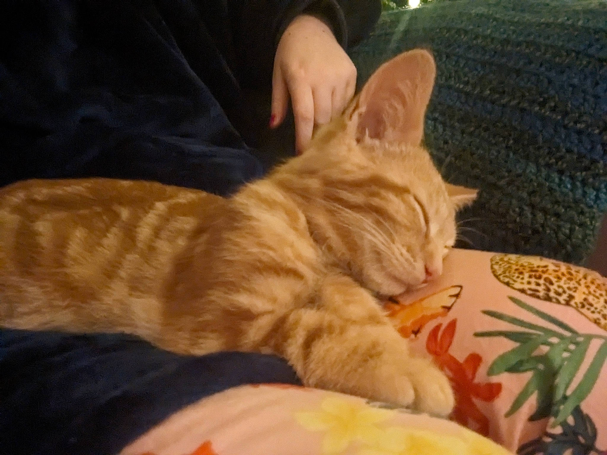 Fig joined the competition — help win amazing prizes! carnivore, cat, claw, comfort, couch, domestic_short_haired_cat, fawn, felidae, foot, fur, nap, paw, sitting, small_to_medium_sized_cats, snout, tail, terrestrial_animal, toe, whiskers, wrinkle