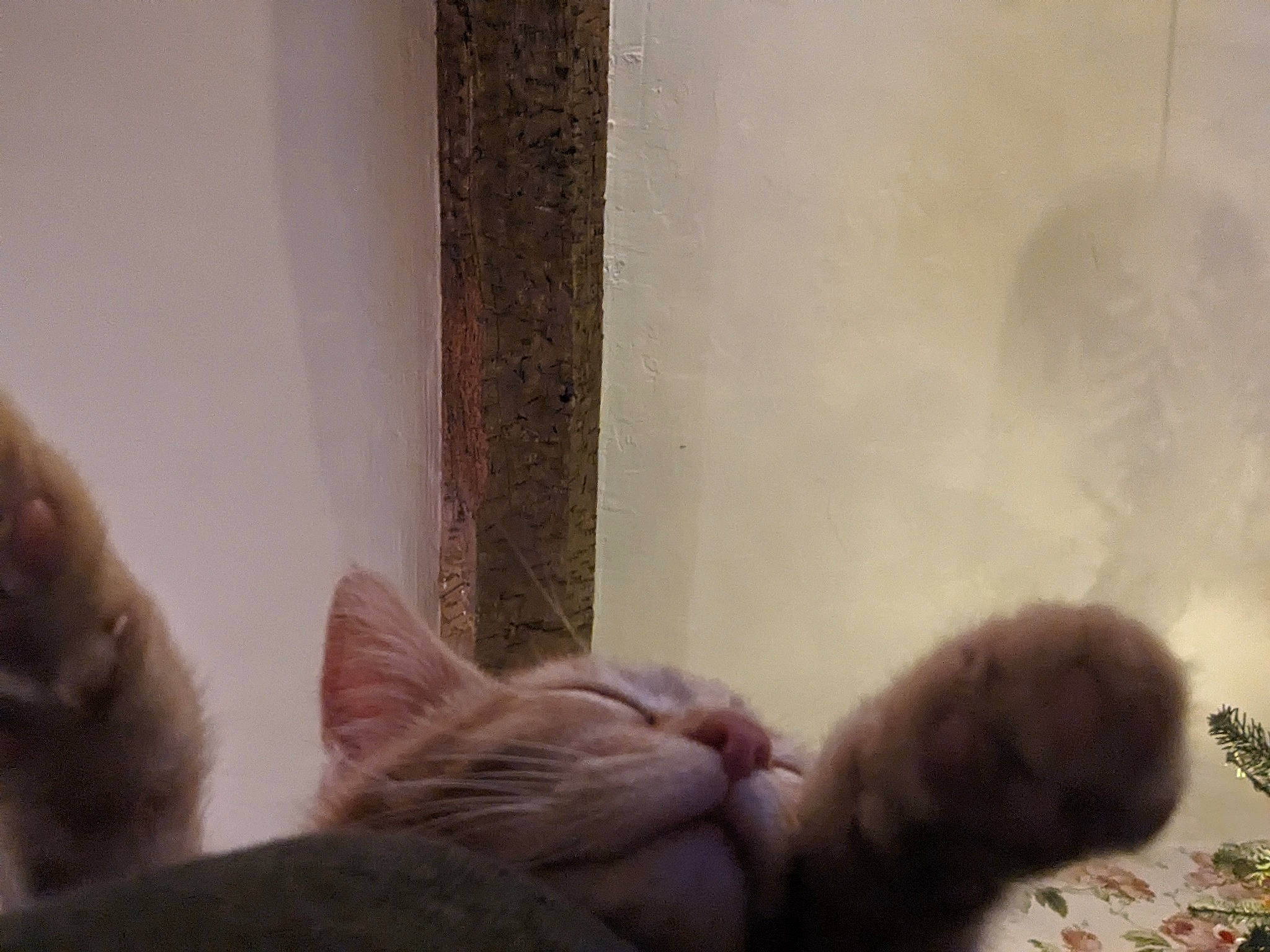 Fig is registered to the contest to win money with this photo: brown, carnivore, cat, claw, comfort, domestic_short_haired_cat, ear, fawn, felidae, fur, hardwood, nap, paw, room, small_to_medium_sized_cats, snout, tail, whiskers, window, wood