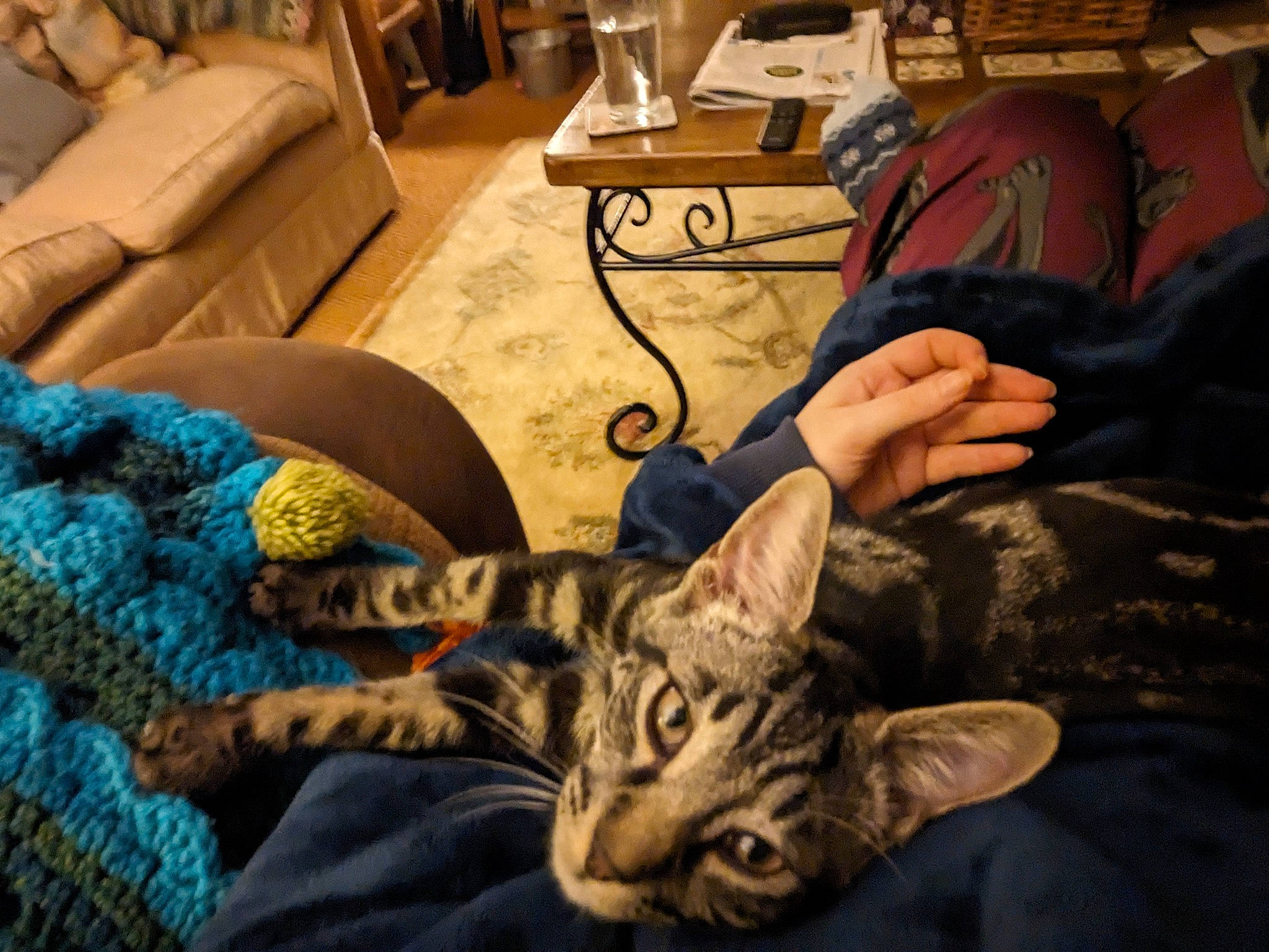 Pickle joined the competition — help win amazing prizes! audio_equipment, bag, carnivore, cat, comfort, couch, domestic_short_haired_cat, felidae, fur, linens, living_room, luggage_and_bags, nap, paw, room, sitting, small_to_medium_sized_cats, tableware, whiskers