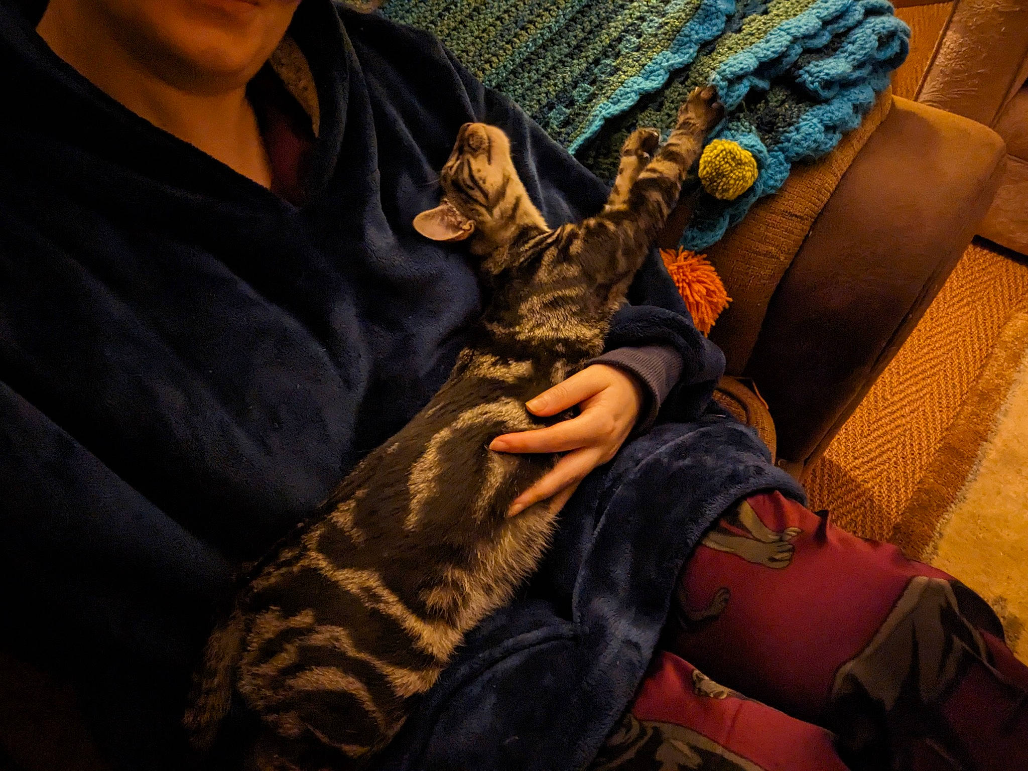 Pickle is registered to the contest to win money with this photo: carnivore, child, comfort, companion_dog, couch, fawn, felidae, finger, fur, human_leg, knee, lap, leg, linens, nail, sitting, small_to_medium_sized_cats, thigh, whiskers, wrist