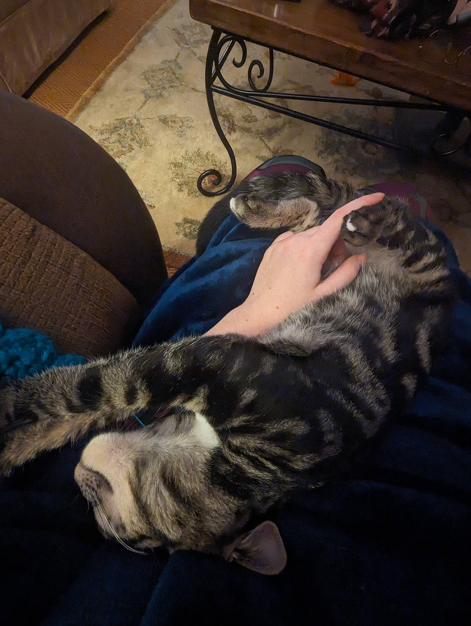 Pickle joined the competition — help win amazing prizes! canidae, carnivore, cat, cloud, comfort, companion_dog, couch, dog_breed, domestic_short_haired_cat, felidae, flooring, grey, human_leg, lap, small_to_medium_sized_cats, snout, tail, thigh, whiskers, wood