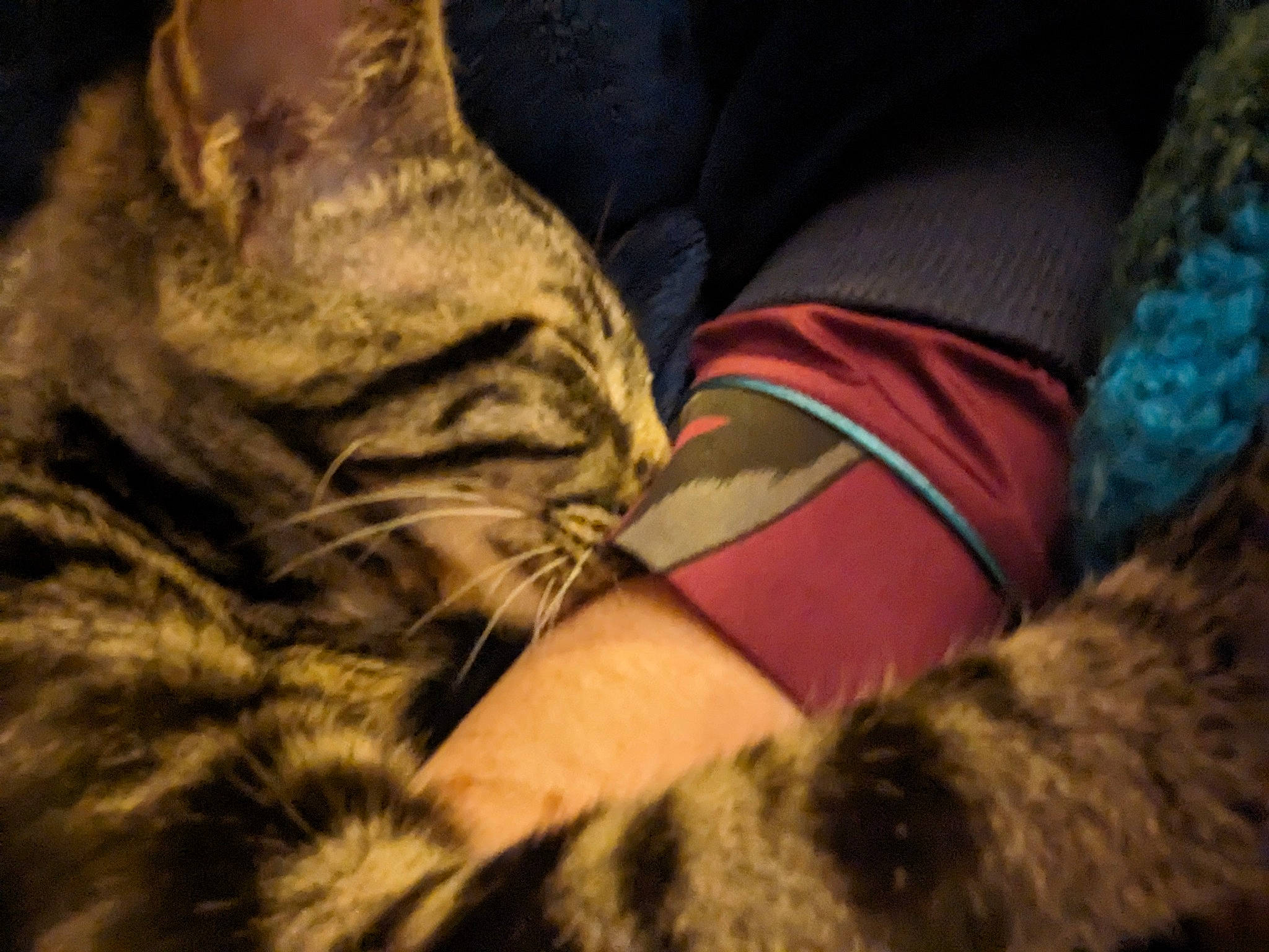 Pickle is registered to the contest to win money with this photo: carnivore, cat, claw, comfort, darkness, domestic_short_haired_cat, felidae, fur, gesture, grey, human_leg, linens, mammal, pattern, paw, rock, small_to_medium_sized_cats, textile, vertebrate, whiskers