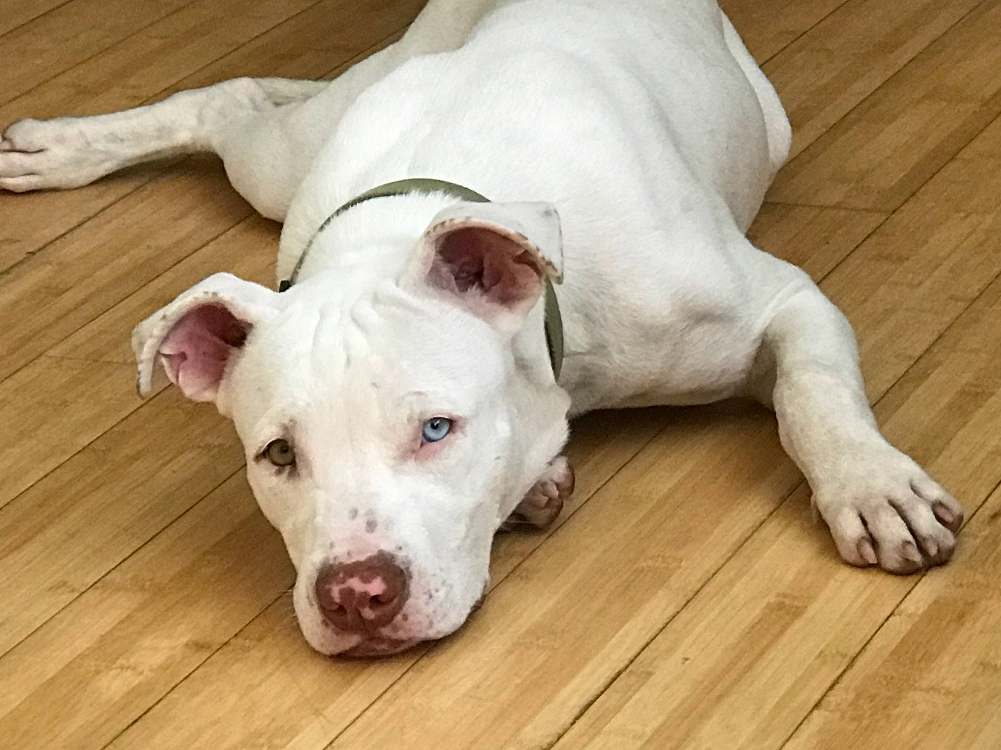 Glacier is registered to the contest to win money with this photo: american_bulldog, american_pit_bull_terrier, american_staffordshire_terrier, canidae, carnivore, companion_dog, cordoba_fighting_dog, dog, dog_breed, dogo_argentino, fawn, mammal, non_sporting_group, nose, pit_bull, puppy, rare_breed_dog, snout, tail, vertebrate