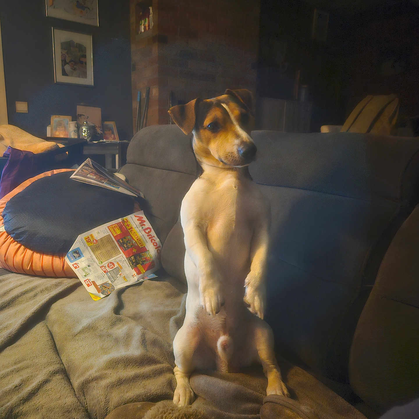 éliose a rejoint le concours — aidez-le/la à gagner de superbes lots ! animal, architecture, art, book, building, canine, couch, cushion, dog, furniture, homedecor, hound, indoors, livingroom, painting, person, pet, publication, puppy, room