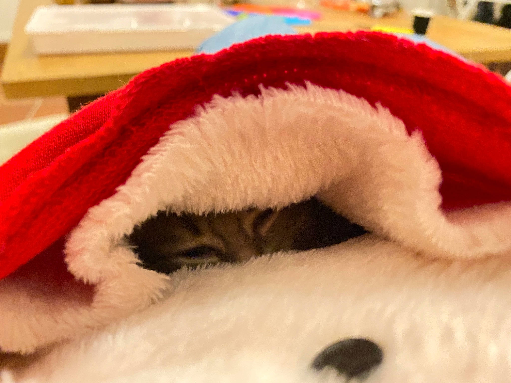 Ellie participe au concours pour gagner de l'argent avec cette photo : ear, fur, fur_clothing, headgear, nap, outerwear, plush, stuffed_toy, textile, wool