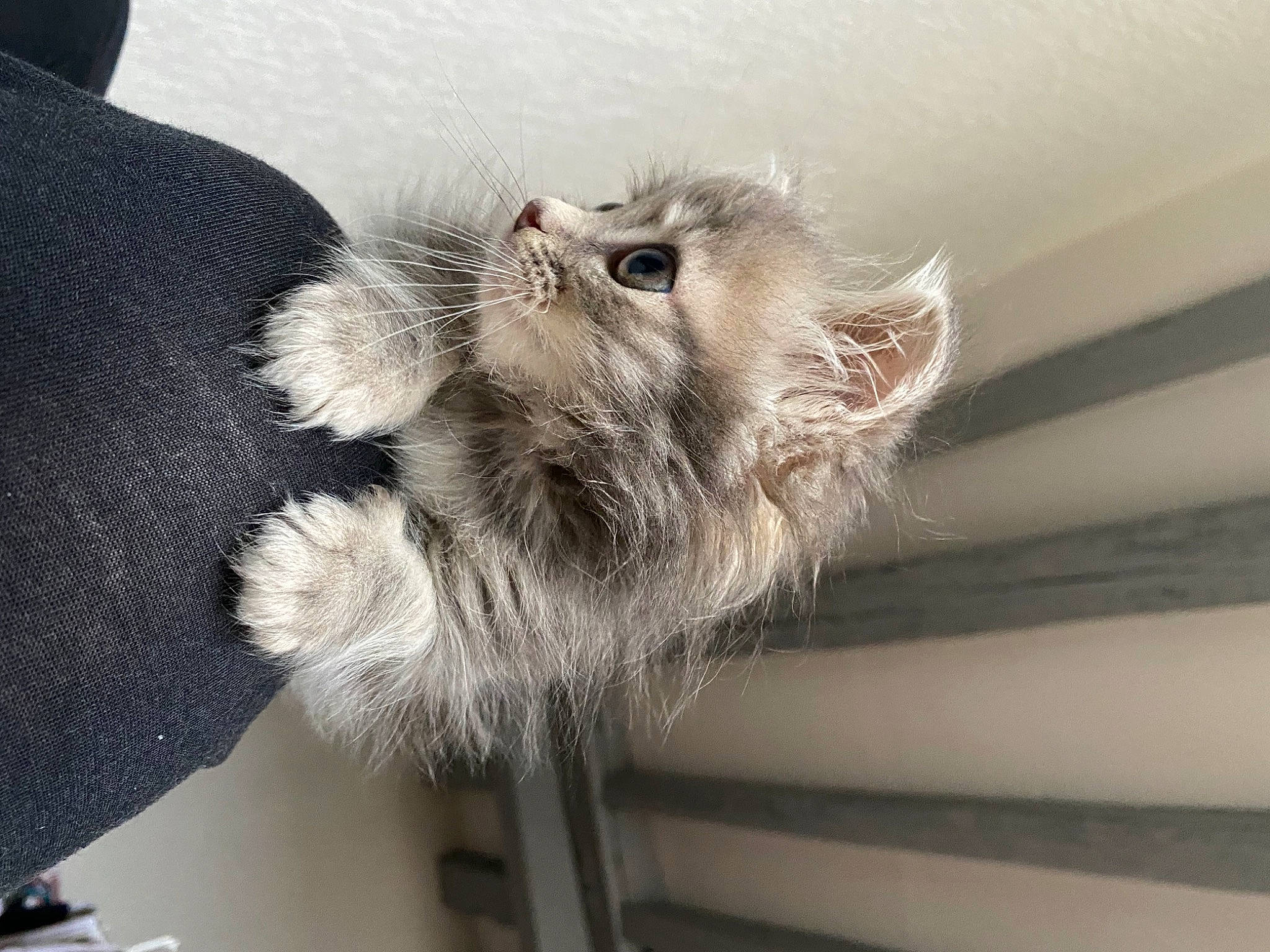 Ellie participe au concours pour gagner de l'argent avec cette photo : american_curl, carnivore, cat, domestic_long_haired_cat, ear, fawn, felidae, fur, kitten, maine_coon, norwegian_forest_cat, polydactyl_cat, ragamuffin, small_to_medium_sized_cats, tail, whiskers