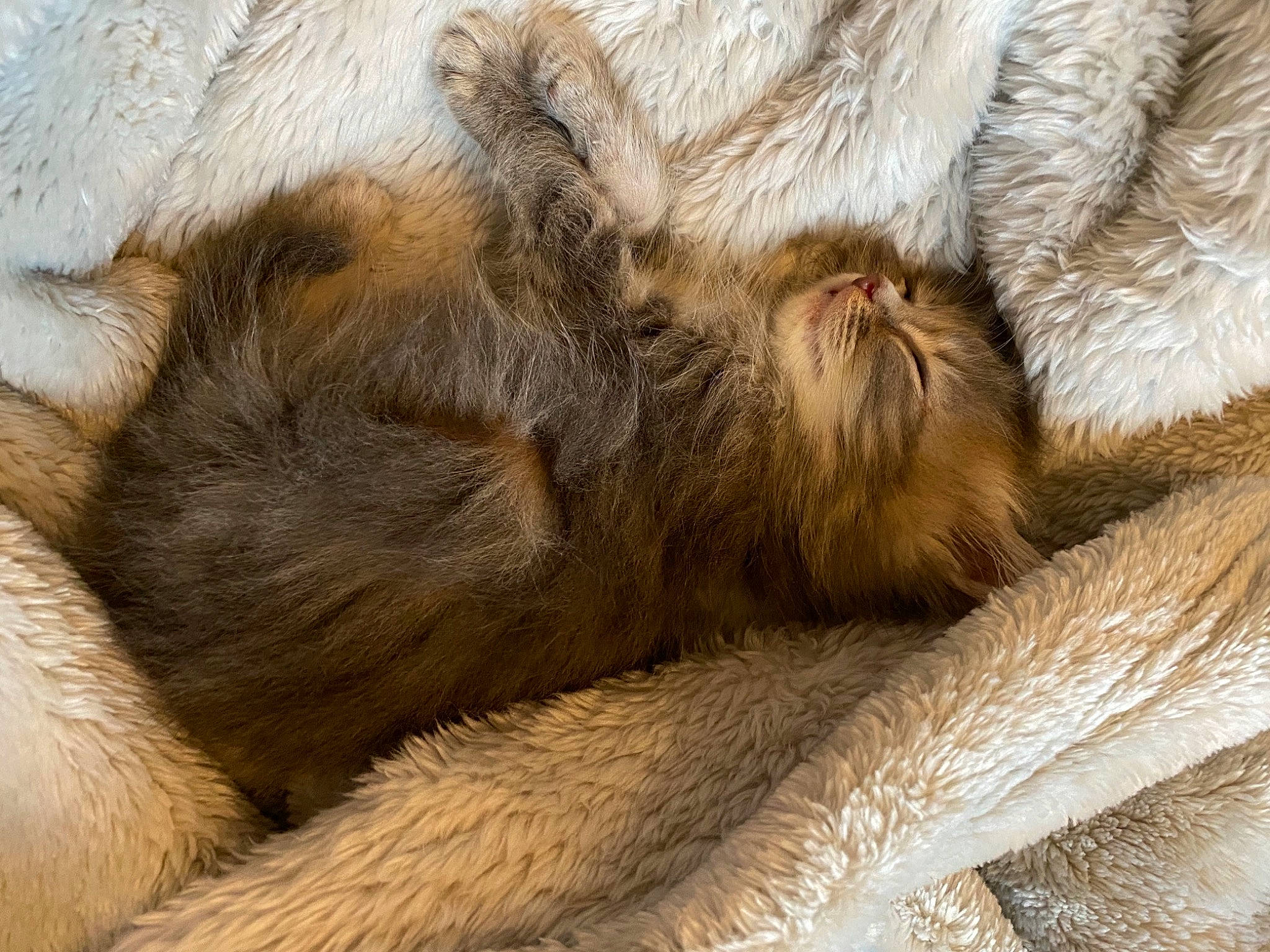 Ellie a rejoint le concours — aidez-le/la à gagner de superbes lots ! claw, fawn, fur, fur_clothing, natural_material, paw, snout, tail, textile