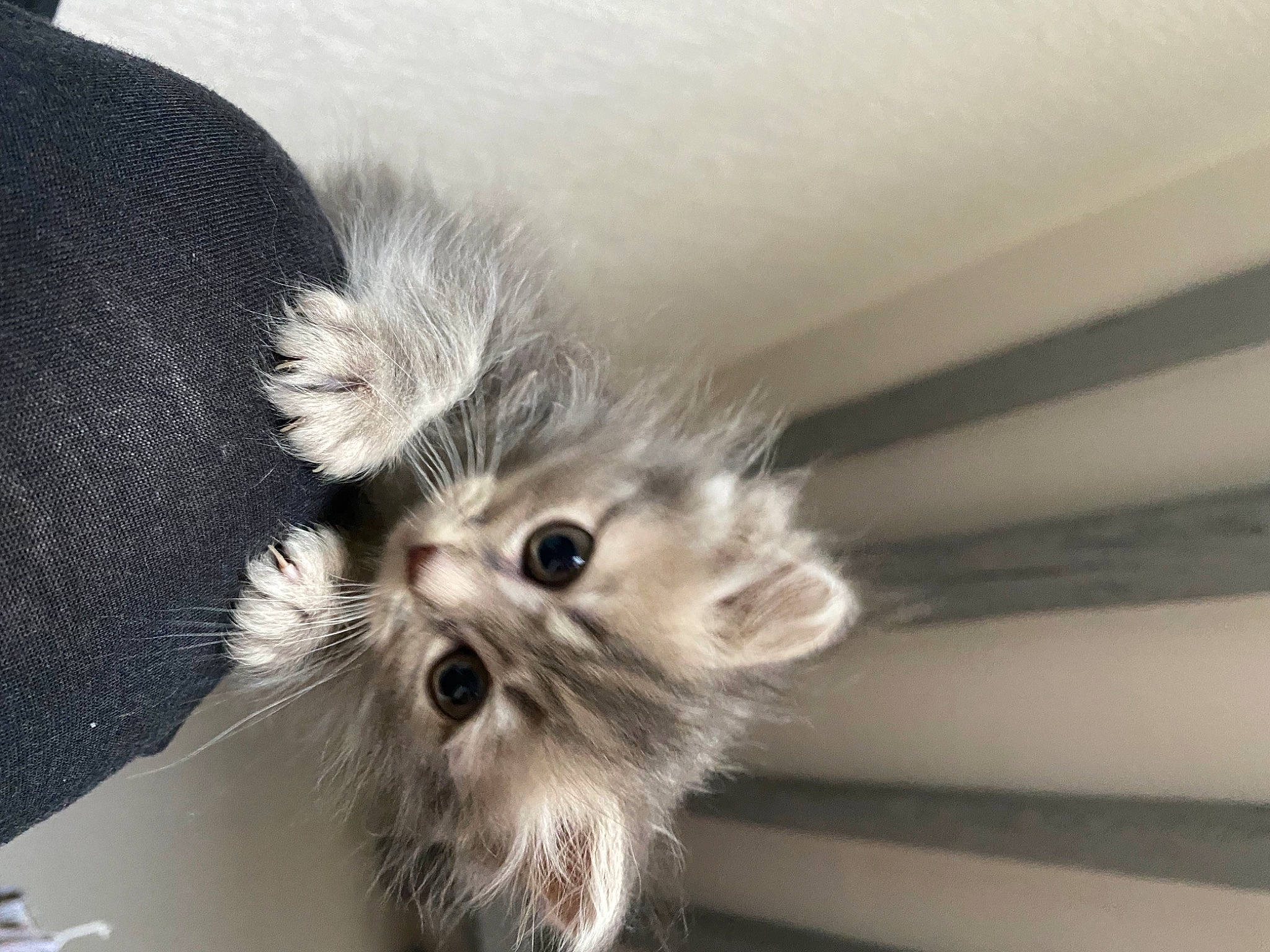 Ellie a rejoint le concours — aidez-le/la à gagner de superbes lots ! canidae, carnivore, cat, ear, felidae, fur, kitten, organism, puppy, snout, tail, whiskers