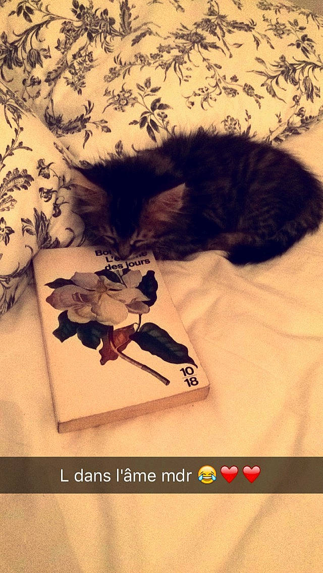 Lilo participe au concours pour gagner de l'argent avec cette photo : carnivore, cat, domestic_short_haired_cat, felidae, kitten, photo_caption, small_to_medium_sized_cats, tail, whiskers