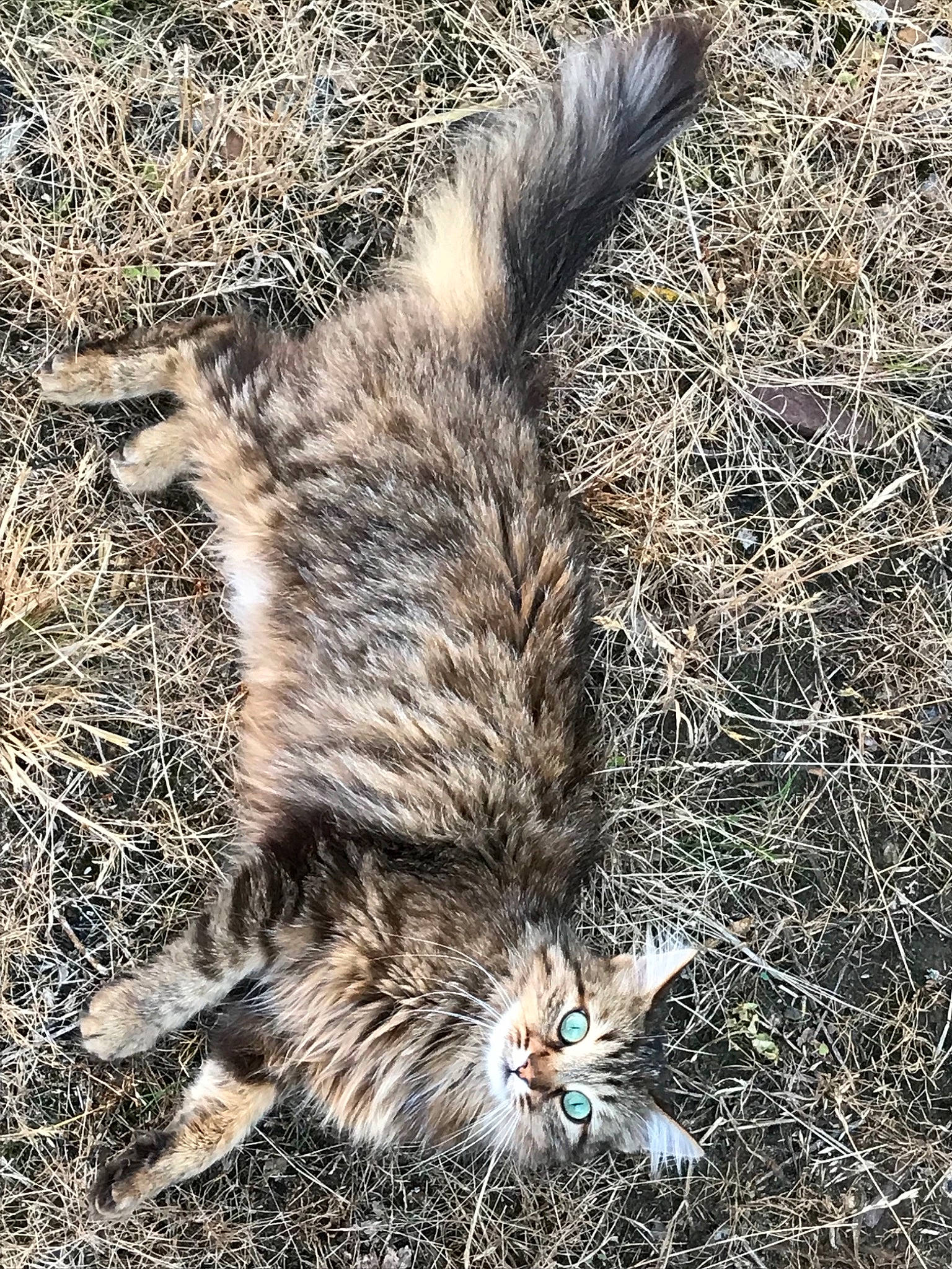 Lilo a rejoint le concours — aidez-le/la à gagner de superbes lots ! carnivore, cat, domestic_short_haired_cat, european_shorthair, felidae, fur, grass, kitten, laperm, maine_coon, organism, small_to_medium_sized_cats, tabby_cat, tail, whiskers, wild_cat, wildlife