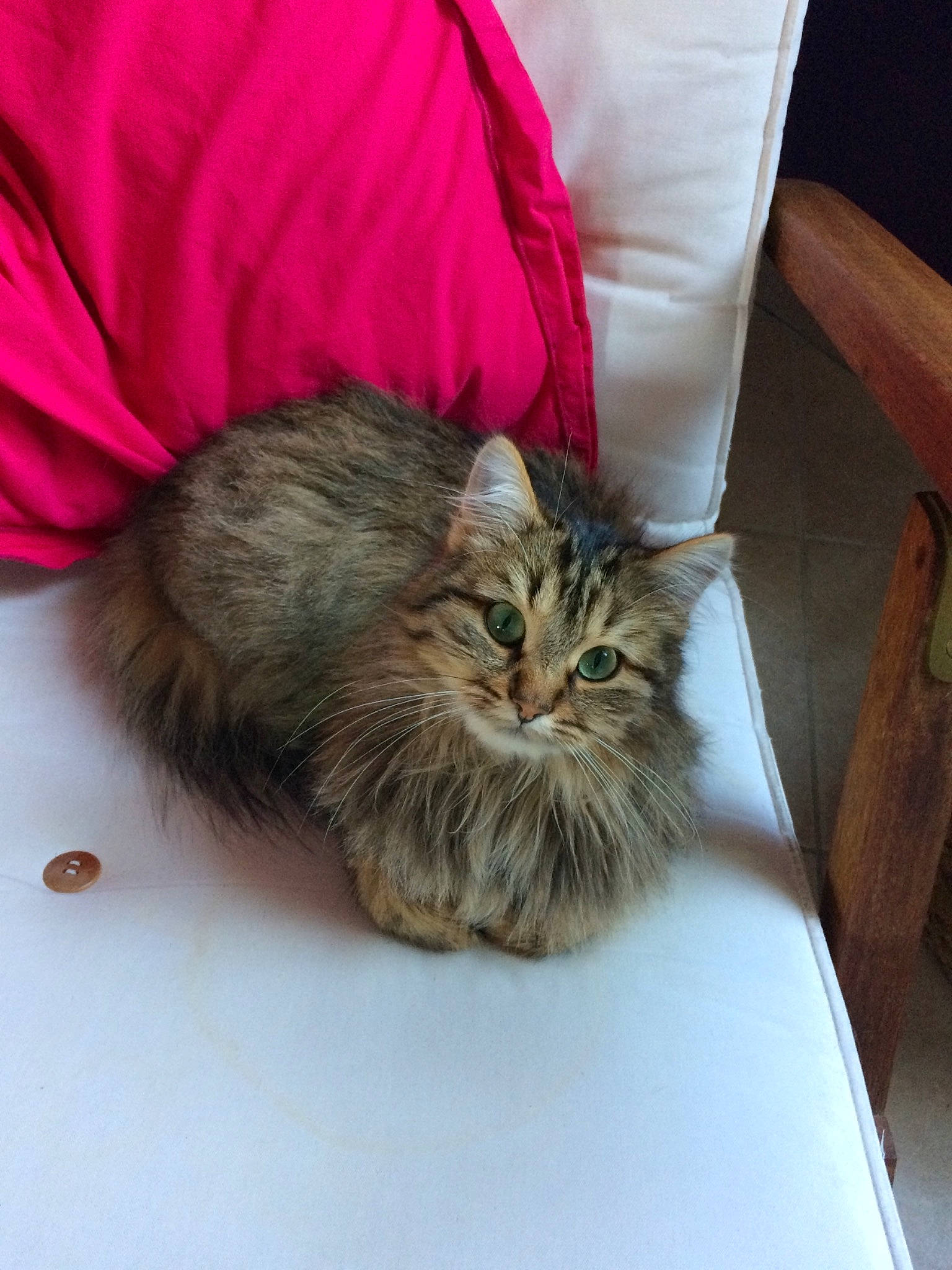 Lilo a rejoint le concours — aidez-le/la à gagner de superbes lots ! asian, asian_semi_longhair, british_longhair, british_semi_longhair, carnivore, cat, domestic_long_haired_cat, felidae, fur, kitten, maine_coon, mammal, napoleon_cat, norwegian_forest_cat, persian, ragamuffin, siberian, small_to_medium_sized_cats, tabby_cat, whiskers