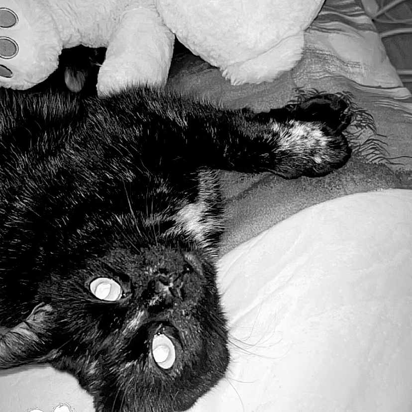 Nutella participe au concours pour gagner de l'argent avec cette photo : animal, bed, black_and_white, black_cat, blanket, closeup, cozy, cute, domestic_animal, feline, fur, heart_doodle, indoor, monochrome, pet, relaxing, resting, sleeping, soft_toy, teddy_bear