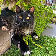 Lucy joined the competition — help win amazing prizes! animal, black_cat, cat, close_up, fur, garden, golden_eyes, grass, greenery, leafy, nature, outdoor, paw, pet, plants, relaxing, resting, sunlight, whiskers, white_paws