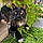 Lucy
