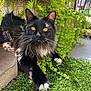 animal, black_cat, cat, close_up, fur, garden, golden_eyes, grass, greenery, leafy, nature, outdoor, paw, pet, plants, relaxing, resting, sunlight, whiskers, white_paws