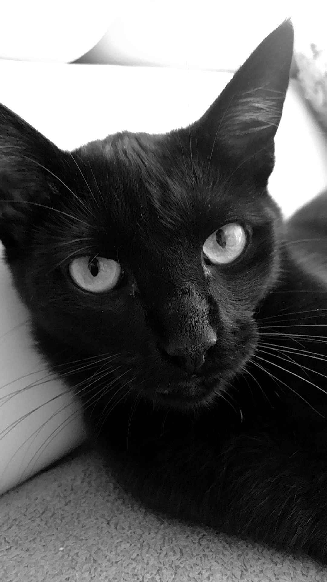 Sanka a rejoint le concours — aidez-le/la à gagner de superbes lots ! asian, black, black_and_white, black_cat, bombay, burmese, carnivore, cat, close_up, domestic_short_haired_cat, eye, felidae, havana_brown, mammal, oriental_longhair, oriental_shorthair, small_to_medium_sized_cats, snout, vertebrate, whiskers