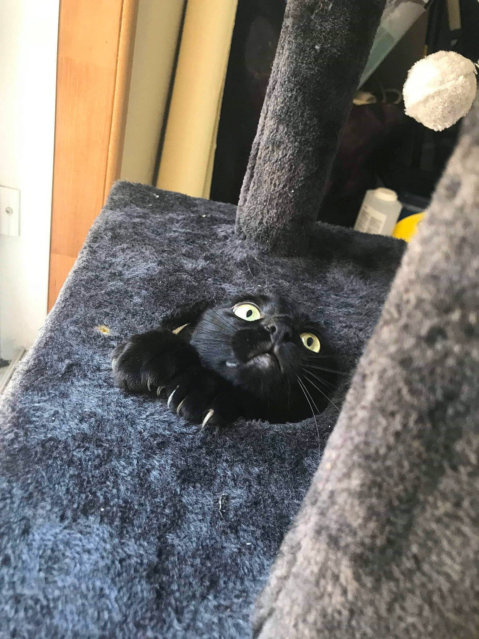 Sanka a rejoint le concours — aidez-le/la à gagner de superbes lots ! black_cat, bombay, british_shorthair, carnivore, cat, chartreux, domestic_short_haired_cat, felidae, korat, small_to_medium_sized_cats, snout, whiskers