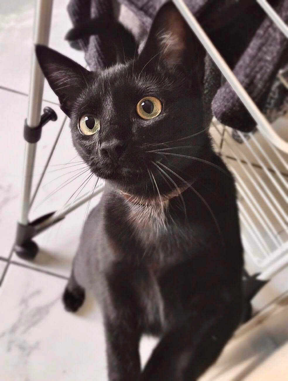 Sanka