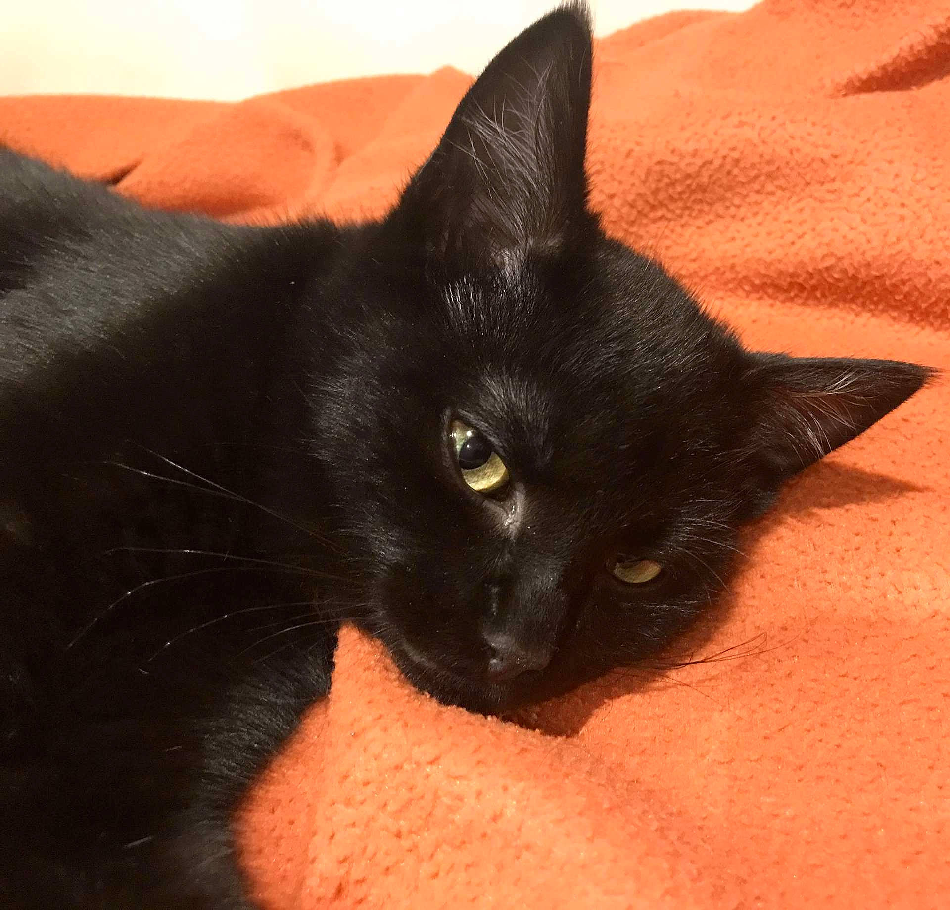 Sanka participe au concours pour gagner de l'argent avec cette photo : asian, black_cat, bombay, burmese, carnivore, cat, domestic_short_haired_cat, felidae, havana_brown, javanese, mammal, small_to_medium_sized_cats, snout, vertebrate, whiskers