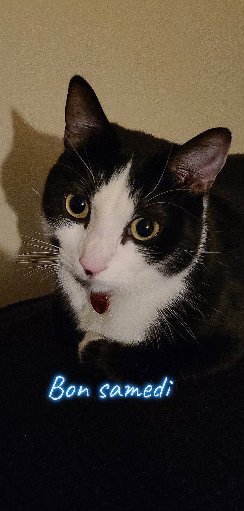 Floky a rejoint le concours — aidez-le/la à gagner de superbes lots ! box, carnivore, cat, comfort, curious, domestic_short_haired_cat, eye, felidae, font, fur, head, iris, paw, photo_caption, small_to_medium_sized_cats, snout, tail, terrestrial_animal, whiskers, window