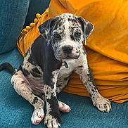 Mojo is registered to the contest to win money with this photo: puppy, dog, canine, spotted, black_and_white, sitting, couch, sofa, cushion, yellow, teal, indoors, pet, collar, green_tag, floppy_ears, paws, portrait, cute, home_decor