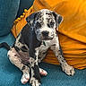 puppy, dog, canine, spotted, black_and_white, sitting, couch, sofa, cushion, yellow, teal, indoors, pet, collar, green_tag, floppy_ears, paws, portrait, cute, home_decor