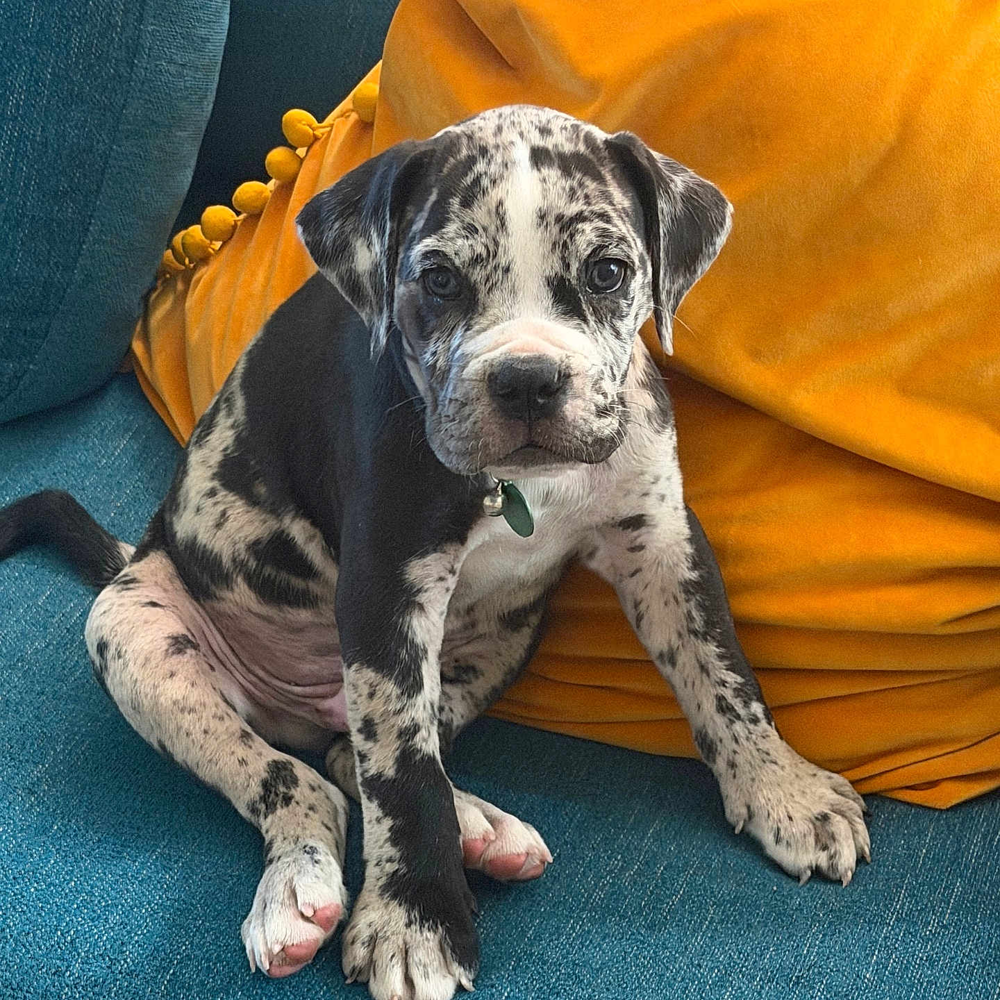 Mojo