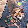 dog, small_dog, brown_dog, looking_up, indoor, floor_mat, kitchen, tile_floor, pet, cute, ears_up, collar, animal, companion, waiting, curious, domestic, friendly, household, portrait
