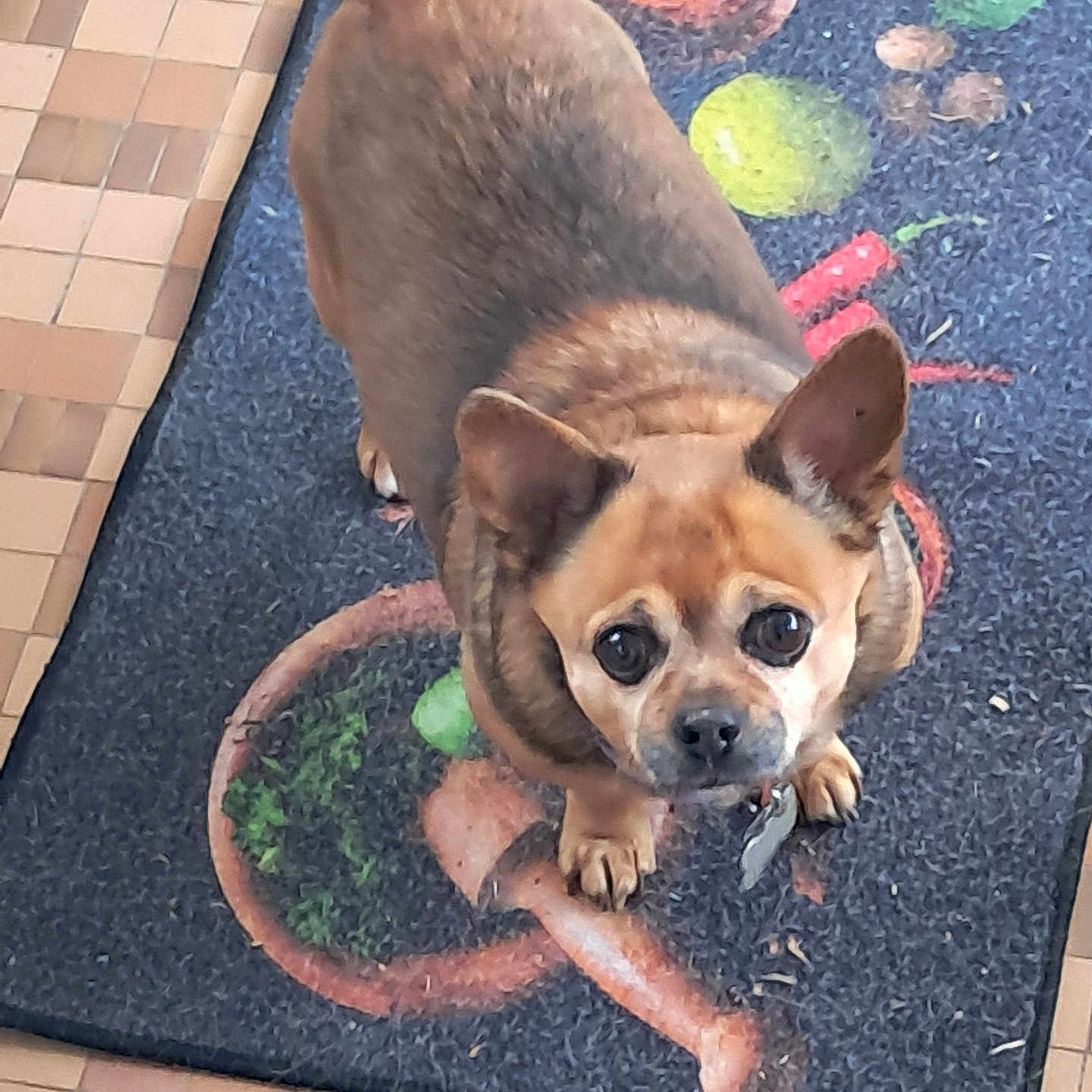 Hammie joined the competition — help win amazing prizes! animal, brown_dog, collar, companion, curious, cute, dog, domestic, ears_up, floor_mat, friendly, household, indoor, kitchen, looking_up, pet, portrait, small_dog, tile_floor, waiting