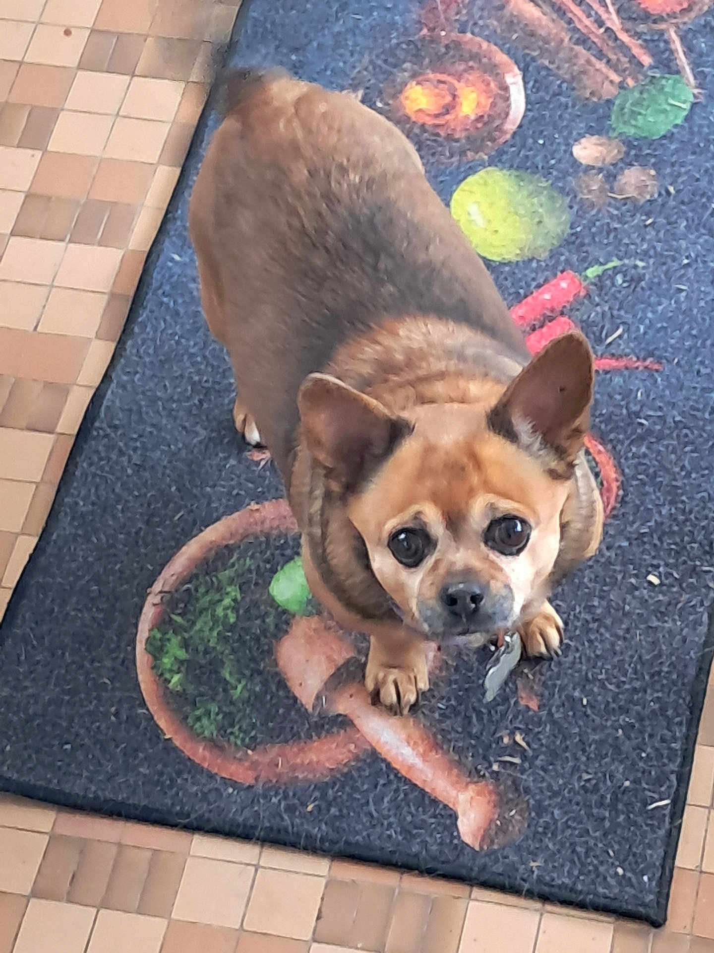 Hammie joined the competition — help win amazing prizes! dog, small_dog, brown_dog, looking_up, indoor, floor_mat, kitchen, tile_floor, pet, cute, ears_up, collar, animal, companion, waiting, curious, domestic, friendly, household, portrait